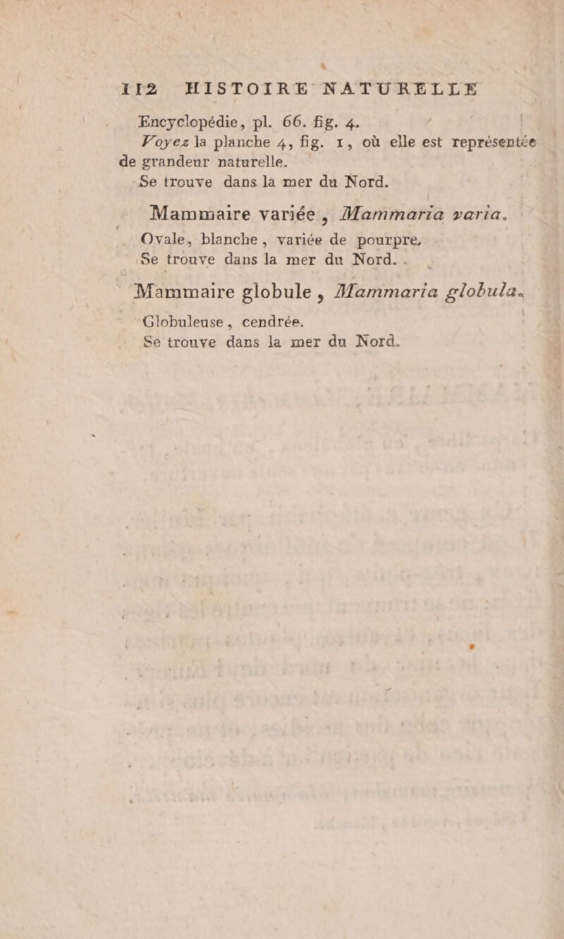 s 112 HISTOIRE NATURELLE Encyclopédie, pl. 66. fig. 4. | Voyez la planche 4, fig. 1, où elle est représentée de grandeur naturelle. Se trouve dans la mer du Nord. Mammaire variée, Mammaria varia. Ovale, blanche, variée de pourpre, Se trouve dans la mer du Nord.. Mammaire globule, Mammaria globula. Globuleuse, cendrée. Se trouve dans la mer du Nord.