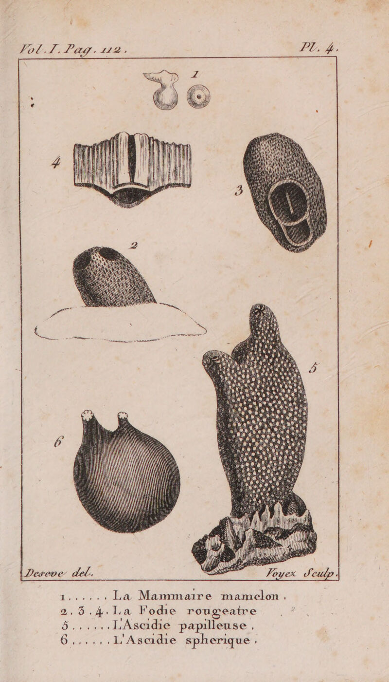 FoL.Z. Pas. 172, ?L. 4. 1.....: La Mammaire mamelon. 2.8.4.La Fodie rougeatre . : 5......LAsadie papilleuse , 6,,,,,.L'Asadre spherique à