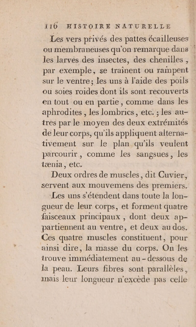 Les vers privés des pattes écailleuses ou membraneuses qu'on remarque dans les larves des insectes, des chenilles, par exemple, se trainent ou rampent sur le ventre; les uns à l’aide des poils ou soies roides dont 1ls sont recouverts en tout ou en partie, comme dans les aphrodites , les lombnics, etc. ; les au- tres par le moyen des deux extrémités de leur corps, qu’ils appliquent alterna- tivement sur le plan qu'ils veulent parcourir , comme les sangsues, les tænia, etc. Deux ordres de muscles, dit Cuvier, servent aux mouvemens des premiers. Les uns s'étendent dans toute la lon- gueur de leur corps, et forment quatre faisceaux principaux , dont deux ap- partiennent au ventre, et deux au dos. Ces quatre muscles constituent, pour ainsi dire, la masse du corps. On les lrouve immédiatement au - dessous de la peau. Leurs fibres sont parallèles, mais leur longueur n'excède pas celle