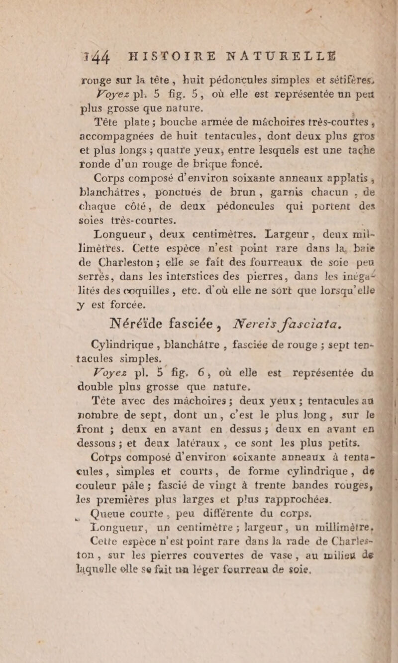 rouge sur la tête, huit pédoncules simples et sétiféres, Voyez pl. 5 fig. 5, où elle est représentée un peu plus grosse que nature. Tête plate; bouche armée de mächoires très-couttes ; accompagnées de huit tentacules, dont deux plus gros et plus longs ; quatre yeux, entre lesquels est une tache ronde d’un rouge de brique foncé. Corps composé d'environ soixante anneaux applatis, blanchätres, ponctués de brun, garnis chacun , de chaque côté, de deux pédoncules qui portent des M soies très-courtes. 4} Longueur, deux centimètres. Largeur, deux mil- limètres. Cette espèce n’est point rare dans la, baie de Charleston; elle se fait des fourreaux de soie peu à serrés, dans les interstices des pierres, dans les inéga£ lités des coquilles , etc. d'où elle ne sort que lorsqu'elle M y est forcée. Néréïde fasciée, Mereis fasciata. tacules simples. Voyez pl. 5 fig. 6, où elle est représentée du double plus grosse que nature, | Tête avec des mächoires; deux yeux ; tentacules au M nombre de sept, dont un, c’est le plus long, sur lew dessous ; et deux latéraux, ce sont les plus petits. Cotps composé d'environ soixante anneaux à tenta-n cules, simples et courts, de forme cylindrique, de couleur päle ; fascié de vingt à trente bandes rouges, les premières plus larges et plus rapprochées. _ Queue courte, peu diflérente du corps. Longueur, un centimètre ; largeur, un millimètre, sé Cette espèce n'est point rare dans la rade de Charles-” ton, sur les pierres couvertes de vase, au milieu de liqnelle elle se fait un léger fourreau de soie,