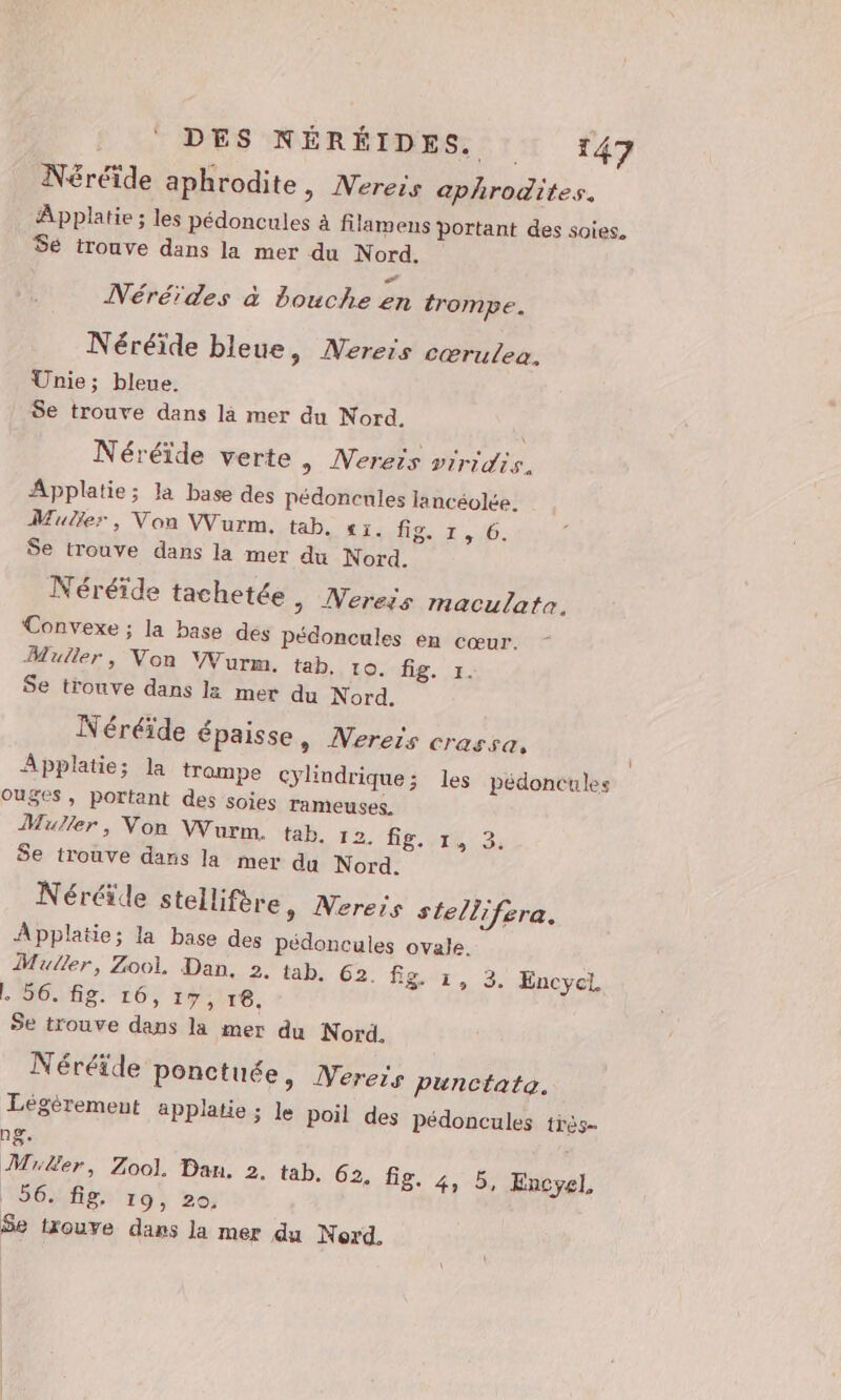 Néréïde aphrodite, Wereis aphrodites. Applatie ; les pédoncules à filamens portant des soies, Se trouve dans la mer du Nord. Néréïdes à bouche en trompe. Néréïde bleue, Nereis cœrutea. Unie; bleue. Se trouve dans la mer du Nord. Néréïde verte, Nereis piridis. Applatie; la base des pédoncules lancéolée. Muler, Von Wurm, tab. «1. Het D: Se trouve dans la mer du Nord. Néréïde tachetée, Merejÿs maculatn, Convexe ; la base des pédoncules en cœur. Muller, Non VWWurm. tab. 10. fig. 1. Se trouve dans la mer du Nord. Néréïde épaisse, Nereis crassa. Applatie; la trompe cylindrique; les pédoncules ouSes, portant des soies rameuses. Muller, Von Wurm. tab. 12. fig. 14 3. Se trouve dans la mer du Nord. Néréïle stellifère, Nereis steli; £ra. Applatie; la base des pédoncules ovale. Muller, Zool. Dan, 2. tab. 62. fig. 1, 3. Encycl L. 56. fig. 16, 17, 16, Se trouve dans la mer du Nord. Néréïde ponctuée, Wereis punctata. Légèrement applatie ; le poil des Pédoncules très- ng. Miler, Zool. Dan. 2. tab. 62,5% be Encyel. 56. fig. 19, 20, Se trouve dans la mer du Nord.