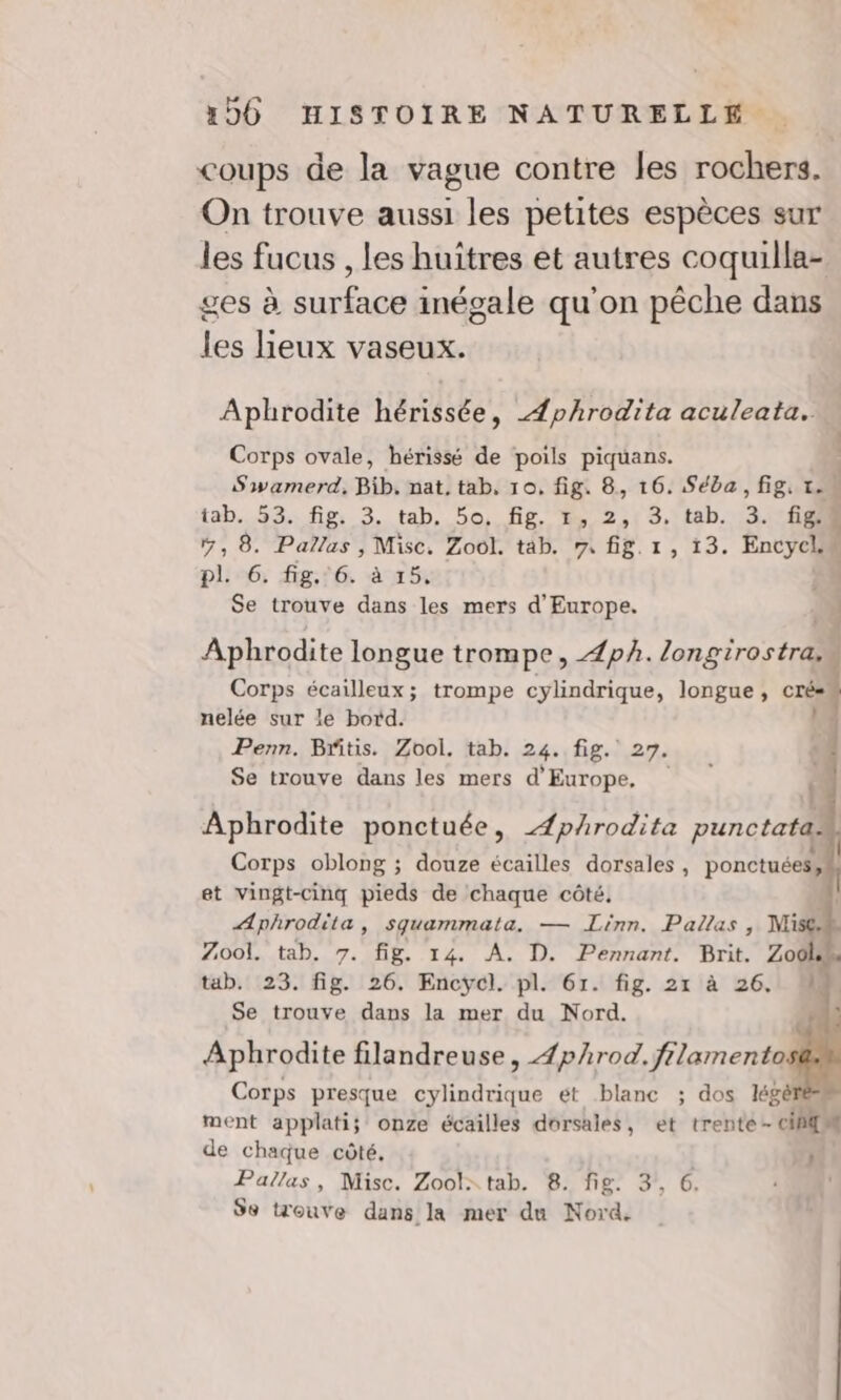 coups de la vague contre les rochers. On trouve aussi les petites espèces sur les fucus , les huitres et autres coquilla- ges à surface inégale qu'on pêche dans les lieux vaseux. Aphrodite hérissée, Æphrodita aculeata.. Corps ovale, hérissé de poils piquans. Swamerd, Bib. nat, tab, 10, fig. 8, 16. Séba, fig, 1. tab. 53. fig. 3. tab. 5o, fig. 1, 2, 3, tab. 3. sul %, 8. Pallas, Misc. Zool. tab. 7 fig. 1, 13. Encycis pl 6. fig. 6. à 15, : Se trouve dans les mers d'Europe. 4 Aphrodite longue trompe, ÆpA./ongirostra, Corps écailleux; trompe cylindrique, longue, ca nelée sur le botd. Penn. Britis. Zool, tab. 24. fig. 27. Se trouve dans les mers d'Europe, Aphrodite ponctuée, Æphrodita punctatal | Corps oblong ; douze écailles dorsales , ponctuées, et vingt-cinq pieds de chaque côté, 4, ÆAphrodita, squammata. — Linn. Pallas , Mise Zoo. tab. 7. fig. 14. À. D. Pennant. Brit. Zodl tab. 23. fig. 26. Encycl. pl. 61. fig. 21 à 26. Se trouve dans la mer du Nord. Aphrodite filandreuse, ÆpArod. flamentos Corps presque cylindrique ét blanc ; dos légère ; ment applati; onze écailles dorsales, et trente- cibiLA de chaque côté. | Ki Pallas, Misc. Zool: tab. 8. fig. 3, 6. Se trouve dans la mer du Nord.