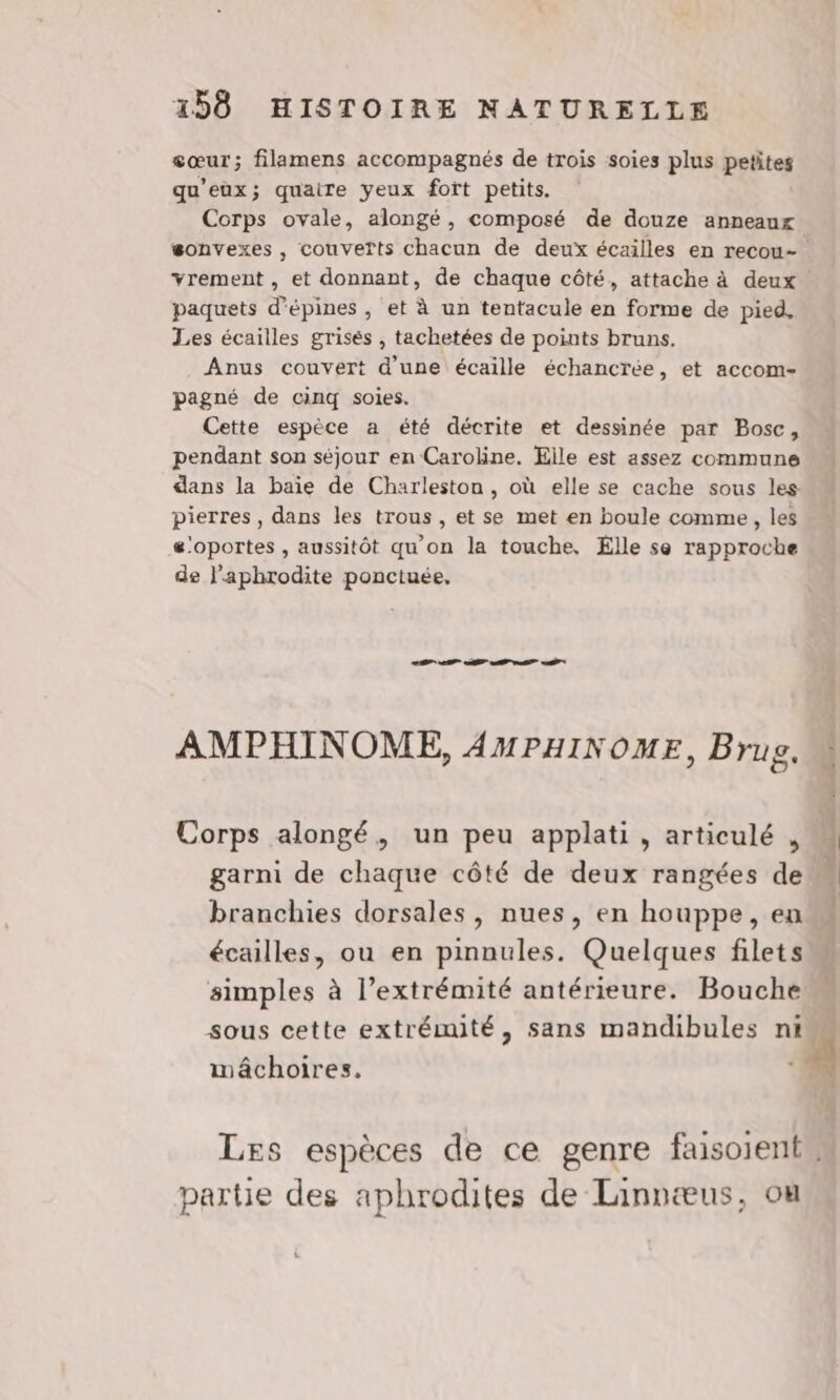 æœur; filamens accompagnés de trois soies plus petites qu'eux; quaire yeux fort petits. Corps ovale, alongé, composé de douze anneaux gonvexes , couverts chacun de deux écailles en recou= vrement , et donnant, de chaque côté, attache à deux paquets d’épines, et à un tentacule en forme de pied. Les écailles grises , tachetées de points bruns. Anus couvert d'une écaille échancrée, et accom- pagné de cinq soies. Cette espèce a été décrite et dessinée par Bosc, pendant son séjour en Caroline. Elle est assez commune dans la baie de Charleston, où elle se cache sous les pierres, dans les trous, et se met en boule comme, les æ'oportes , aussitôt qu’on la touche. Elle sa rapproche de Paphrodite ponctuée, ES AMPHINOME, AMPHINOME, Brug. Corps alongé, un peu applati, articulé , | garni de chaque côté de deux rangées de branchies dorsales, nues, en houppe, en À écailles, ou en pinnules. Quelques filets simples à l’extrémité antérieure. Bouche sous cette extrémité, sans mandibules ni mâchoires. | 4 Les espèces de ce genre faisoient, partie des aphrodites de Linnæus, où