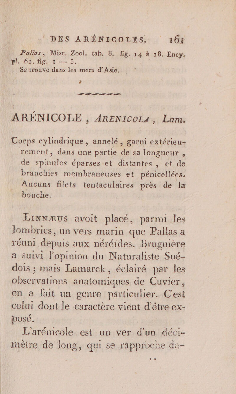 | Pallas, Misc. Zool. tab. 8. fig. 14 à 18. Ency, pl 61. fig. 1 — 5, Ÿ D LP Ale ARÉNICOLE , ARENICOLA, Lam. Corps cylindrique, annelé, garni extérieu- rement, dans une partie de sa longueur , de spinules éparses et distantes , et de branchies membraneuses et pénicellées, Aucuns filets tentaculaires près de la bouche. Linnzæus avoit placé, parmi les réuni depuis aux néréides. Bruguière a suivi l'opinion du Matra des Sué- dois ; mais Lamarck, éclairé par les observations anatomiques de Cuvier, en à fait un genre particulier. C'est celui dont le caractère vient d’être ex- posé. L'arénicole est un ver d’un déci- mètre de long, qui se rapproche da-