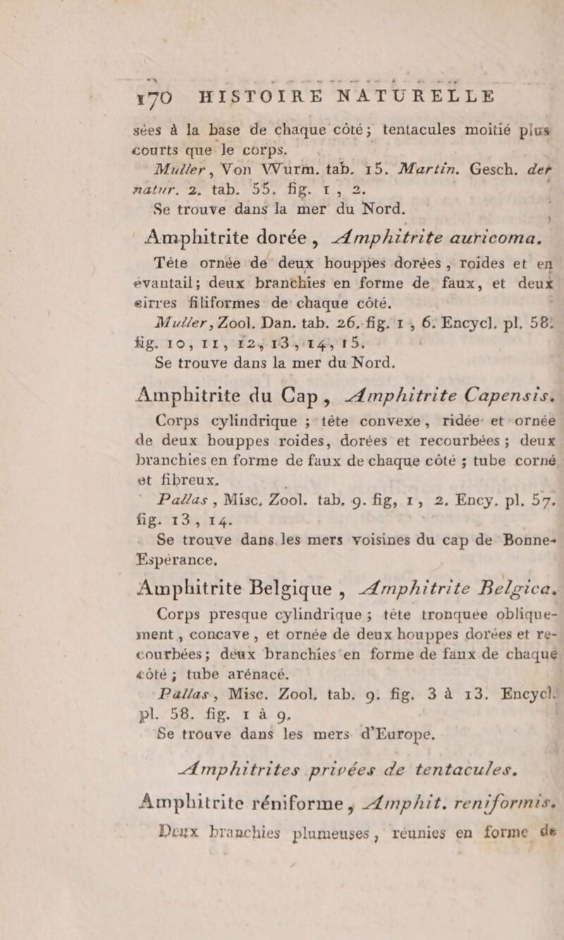 sées à la base de chaque côté; tentacules moitié plus courts que Je corps. Muller, Von VVurm. tab. 15. Martin. Gesch. der natur. 2. A Does HN Le Se trouve dans la mer du Nord. | : Amphitrite dorée, Æmphitrite auricoma. Tête ornée de deux houppes dorées , roides et ex évantail; deux branchies en forme de faux, et deux eirres filiformes de chaque côté. Mudtler , Zoo. Dan. tab. 26.-fig. 1 , 6: Encycl. pl. 58: Hg: 10; DL, E2S IST TE; Se trouve Hans la mer du Nord. Ampbitrite du Cap, Æmphitrite Capensis. Corps cylindrique ; tête convexe, ridée- et ornée de deux houppes roides, dorées et recourbées ; deux branchies en forme de faux de chaque côté ; tube corné et fibreux. Pallas , Misc. Zool. tab. 0. fig, 1, 2, Ency. pl. 57. Her IT: Se trouve dans.les mers voisines du cap de Bonne-+ Espérance, Awphitrite Belgique , Æmphitrite Belgica. Corps presque cylindrique ; tête tronquée oblique- ment , concave , et ornée de deux houppes dorées et re- courbées; deux branchies'en forme de faux de chaqué «ôté ; tube arénacé. Pallas, Mise. Zool, tab. 9. fig. 3 à 13. Encych PL 58, 6. r à 0. Se trouve dans les mers d'Europe. Amphitrites privées de tentacules. Amplhitrite réniforme, Æmphit. reniformis. Deux branchies plumeuses, réunies en forme de