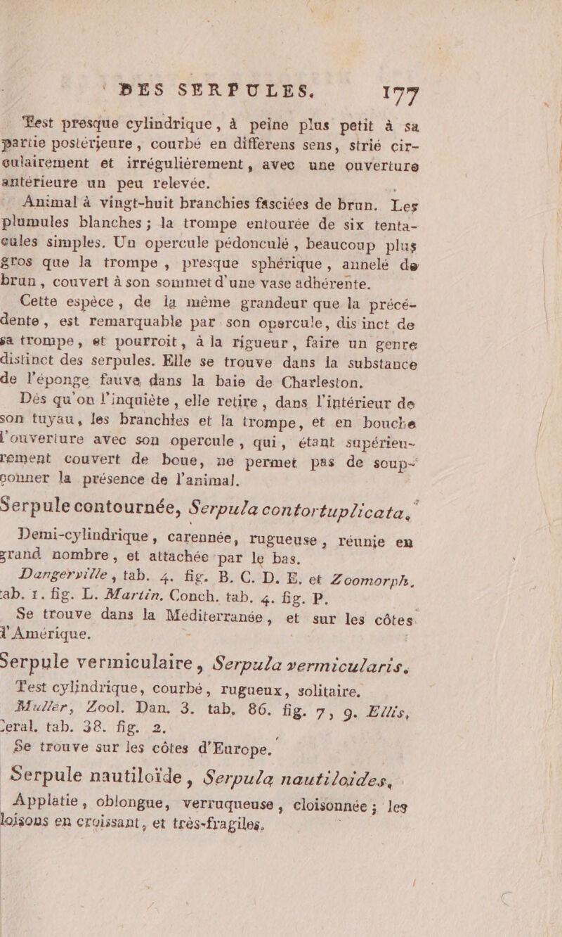 Fest presque cylindrique, à peine plus petit à sa partie postérieure, courbé en différens sens, strié cir- sulairement et irréguliérement, avec une ouverture antérieure un peu relevée. Animal à vingt-huit branchies fasciées de brun. Les plumules blanches ; la trompe entourée de six tenta- cules simples. Un opercule pédonculé , beaucoup plus gros que la trompe , presque sphérique, annelé de brun, couvert à son sommet d'une vase adhérente. Cette espèce, de la même grandeur que la précé- dente, est remarquable par son opercule, dis inct de sa trompe, et pourroit, à la rigueur, faire un genre distinct des serpules. Elle se trouve dans la substance de l'éponge fauve dans la baie de Charleston, Dès qu'on l’inquiète , elle retire, dans l'intérieur de son tuyau, les branchies et la irompe, et en bouche l’ouveriure avec son opercule, qui, étant supérieu- rement couvert de boue, ne permet pas de soup sonner la présence de l'animal. Serpule contournée, Serpula contortuplicata, k Demi-cylindrique, carennée, rugueuse : léunje en zrand nombre, et attachée par le bas. Dangerville, tab. 4. fig. B. C. D. E. et Zoomorph. ab. 1. fig. L. Martin. Conch. tab. 4. fig. P. Se trouve dans la Méditerranée, et sur les côtes. l'Amérique. | Serpule vermiculaire, Serpula vermicularis. Test cylindrique, courbé, rugueux, solitaire. Muller, Zool. Dan. 3. tab, 86. fig. 7, 9, ETS, eral, tab. 38. fig. 2. ; Se trouve sur les côtes d'Europe. Serpule nautiloïde » Serpula nautiloides, ÂApplatie, oblongue, verruqueuse , cloisonnée ; leg lojsons en croissant, et très-fragiles,