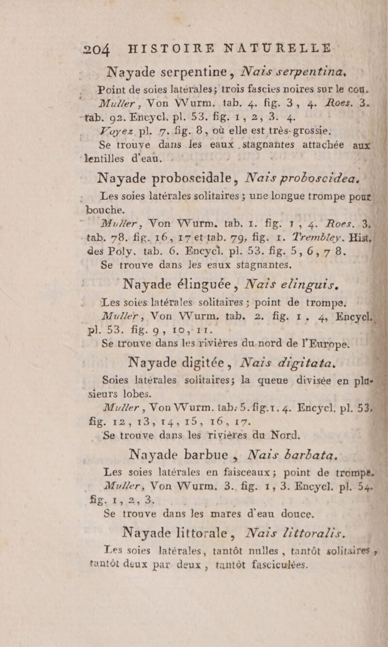 Nayade serpentine, Naës serpentina, Point de soies latérales; trois fascies noires sur le cou. Mutler, Von VVurm. tab. 4. fig. 3, 4 Roes. 3. W “ab. 02. Encycl. pl 53.28: 1, 25 81-24 N Voyez pl. 7.fg. 8, où elle est très-grossie. Al | Se trouve dans les eaux. pagtahtes attachée aux) { lentilles d’eau. : : 7 1 Nayade PRoUSE Nais proboscidea. - … Les soies latérales solitaires ; une longue trompe pout mi bouche. + ,1% Muller, Von VVurm. tab. 1. fig. 1, 4. Roes. ‘4 Ep À Ply. tab. 6. Encycl. pi. 53. lg: 5 Gr Se trouve dans les eaux stagnantes. _Nayade élinguée, Naïs elinguis. Les soies latérales solitaires ; point de trompe. Muller, Von VVurm. tab. 2. fig. 1. 4, FPS pl DO TP ,0 310 0e Se trouve dans les rivières du.nord de l’Europe. Nayade digitée, Naïs digitata, Soies latérales solitaires; à queue divisée en plus sieurs lobes. Muller , Von VVurm. tab:5.fig.r.4. Encyel. pl. 53% ME 12. POLU4S 15, CLOS 27 1 Se trouve dans les rivières du Nord. Nayade barbue, Naïs Barbata. Les soies latérales en faisceaux; point de trompe | +. Muller, Non Wurm. 3. fig. 1, 3. mit pl 54 1 fr, ts ne Se trouve dans les mares d'eau douce, ; 4 Nayade littorale, Maïs Zittoralis. + ! Les soies latérales, tantôt nulles , tantôt solitaires À C tantôt deux par deux, tantôt fasciculées.