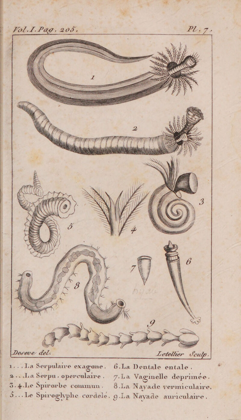 Dia: Serpulaire exagone , 6,La Dentale entale, 2..,La Serpu. operculaire . 7. La Vaginelle deprunee. | 3.4.Le Spirorbe commun. 8,La N ayade vermiculaire, 5... Le Spiroglvphe cordele, 9g.La Nayade auriculaire,