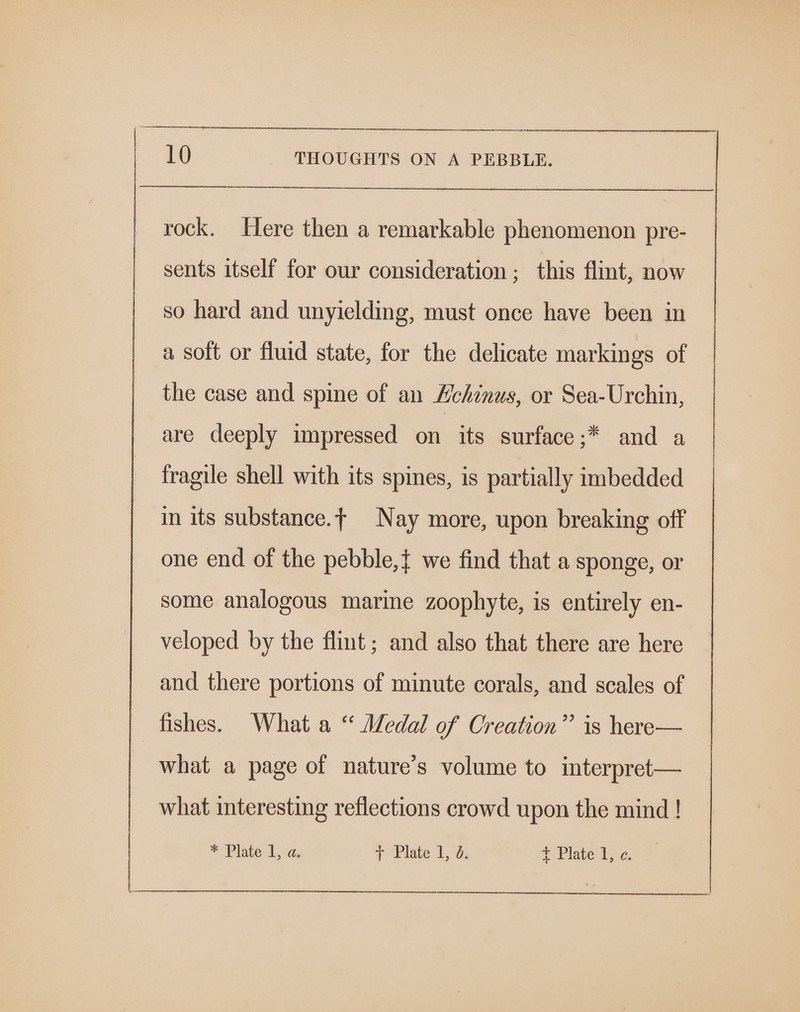 rock. Here then a remarkable phenomenon pre- sents itself for our consideration ; this flint, now so hard and unyielding, must once have been in a soft or fluid state, for the delicate markings of the case and spine of an Hchinus, or Sea-Urchin, are deeply impressed on its surface ands fragile shell with its spines, is partially imbedded in its substance.¢ Nay more, upon breaking off one end of the pebble,{ we find that a sponge, or some analogous marine zoophyte, is entirely en- veloped by the flint; and also that there are here and there portions of minute corals, and scales of fishes. What a “ Medal of Creation” is here— what a page of nature’s volume to interpret— what interesting reflections crowd upon the mind!