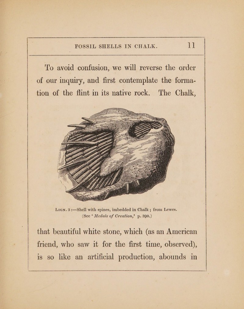 FOSSIL SHELLS IN CHALK. Lil 'l'o avoid confusion, we will reverse the order of our inquiry, and first contemplate the forma- tion of the flint in its native rock. ‘The Chalk, that beautiful white stone, which (as an American friend, who saw it for the first time, observed), is so like an artificial production, abounds in