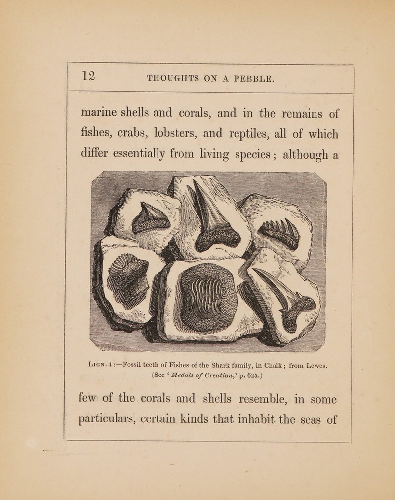 re a A a A ee ee Ns ee ee ee 12 THOUGHTS ON A PEBBLE. marine shells and corals, and in the remains of fishes, crabs, lobsters, and reptiles, all of which differ essentially from living species; although a Huai few of the corals and shells resemble, in some particulars, certain kinds that inhabit the seas of