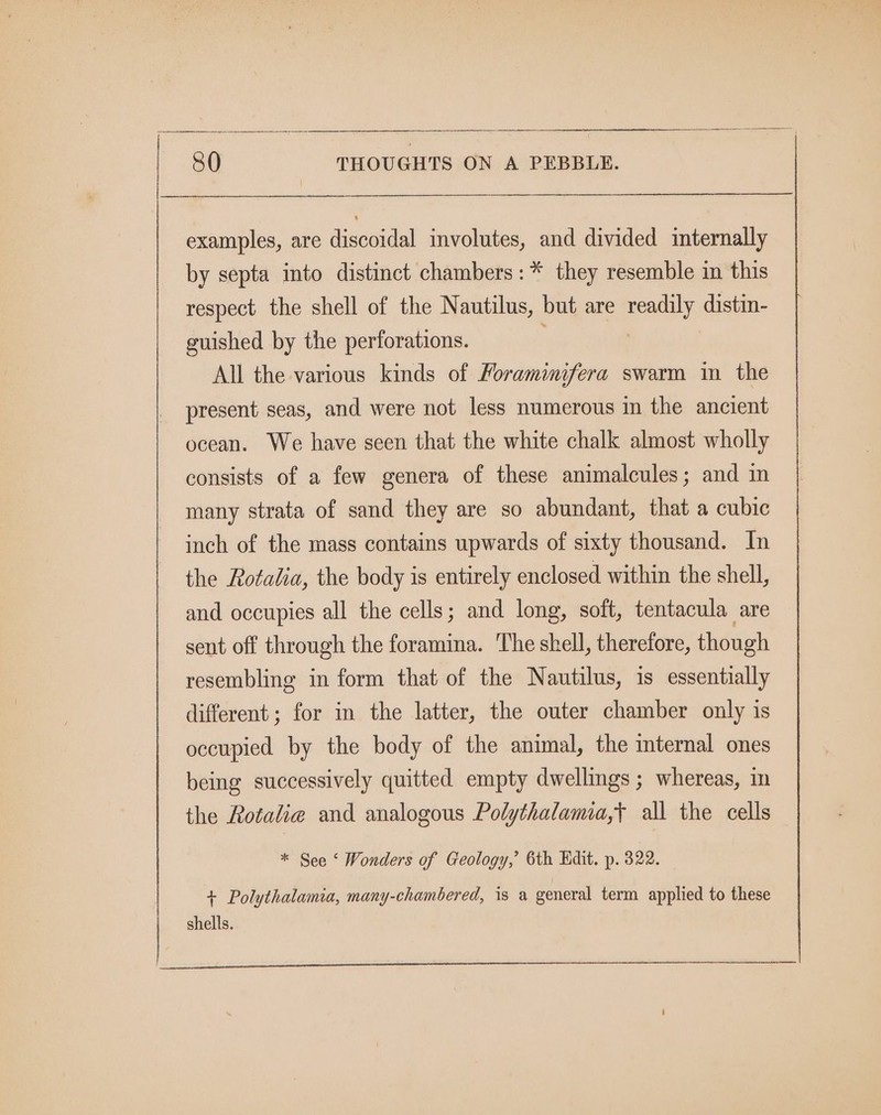 | examples, are discoidal involutes, and divided internally by septa into distinct chambers: * they resemble in this respect. the shell of the Nautilus, but are readily distin- guished by the perforations. All the various kinds of Foramimifera swarm in the present seas, and were not less numerous in the ancient ocean. We have seen that the white chalk almost wholly consists of a few genera of these animalcules; and in many strata of sand they are so abundant, that a cubic inch of the mass contains upwards of sixty thousand. In the Rotalia, the body is entirely enclosed within the shell, and occupies all the cells; and long, soft, tentacula are sent off through the foramina. The shell, therefore, though resembling in form that of the Nautilus, is essentially different; for in the latter, the outer chamber only is occupied by the body of the animal, the internal ones being successively quitted empty dwellings ; whereas, in the Rotalie and analogous Polythalamia,} all the cells * See ‘ Wonders of Geology,’ 6th Kdit. p. 322. + Polythalamia, many-chambered, is a general term applied to these shells.