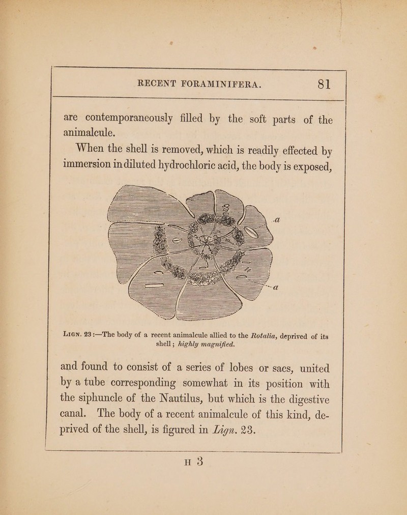 aod wa as co cot sO Se RECENT FORAMINIFERA. §1 a ee eee are contemporaneously filled by the soft parts of the animalcule. When the shell is removed, which is readily effected by immersion in diluted hydrochloric acid, the body is exposed, Lien. 23 :—The body of a recent animalcule allied to the Rotalia, deprived of its shell; highly magnified. and found to consist of a series of lobes or sacs, united by a tube corresponding somewhat in its position with the siphuncle of the Nautilus, but which is the digestive canal. The body of a recent animalcule of this kind, de- prived of the shell, is figured in Lign. 238. H 3