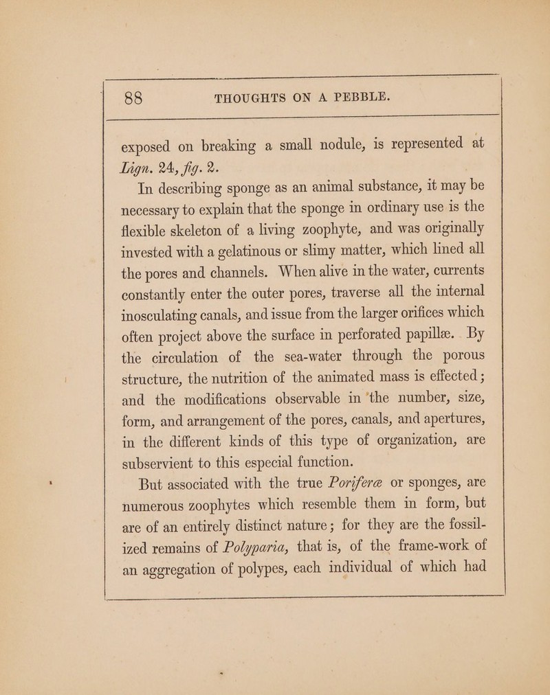 ORE on I ee eat, Ue exposed on breaking a small nodule, is represented at Tngn. 24, fig. 2. In describing sponge as an animal substance, it may be necessary to explain that the sponge in ordinary use is the flexible skeleton of a living zoophyte, and was originally invested with a gelatinous or slimy matter, which lined all the pores and channels. When alive in the water, currents constantly enter the outer pores, traverse all the internal inosculating canals, and issue from the larger orifices which often project above the surface in perforated papille. By the circulation of the sea-water through the porous structure, the nutrition of the animated mass is effected ; and the modifications observable in ‘the number, size, form, and arrangement of the pores, canals, and apertures, in the different kinds of this type of organization, are subservient to this especial function. But associated with the true Porifere or sponges, are numerous zoophytes which resemble them in form, but are of an entirely distinct nature; for they are the fossil- ized remains of Polyparia, that is, of the frame-work of an aggregation of polypes, each individual of which had