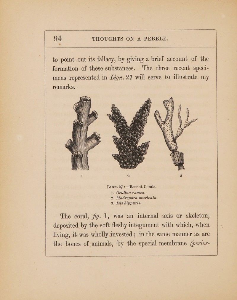 * to point out its fallacy, by giving a brief account of the formation of these substances. The three recent speci- mens represented in Lign. 27 will serve to illustrate my remarks. 1. Oculina ramea. 2. Madrepora muricata. 3. Isis hippuris. The coral, fig. 1, was an internal axis or skeleton, deposited by the soft fleshy integument with which, when living, it was wholly invested ; in the same manner as are the bones of animals, by the special membrane (perios-