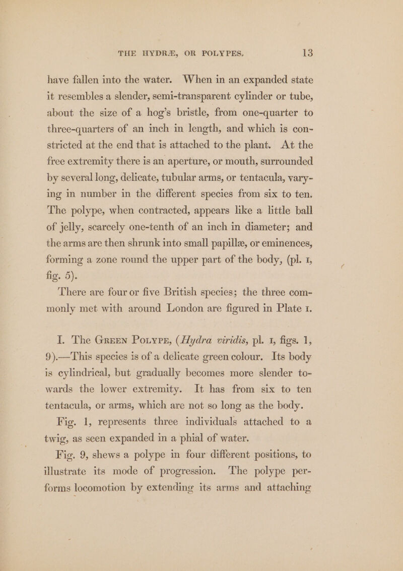 haye fallen into the water. When in an expanded state it resembles a slender, semi-transparent cylinder or tube, about the size of a hog’s bristle, from one-quarter to three-quarters of an inch in length, and which is con- stricted at the end that is attached to the plant. At the free extremity there is an aperture, or mouth, surrounded by several long, delicate, tubular arms, or tentacula, vary- ing in number in the different species from six to ten. The polype, when contracted, appears like a little ball of jelly, scarcely one-tenth of an inch in diameter; and the arms are then shrunk into small papille, or eminences, forming a zone round the upper part of the body, (pl. 1, fig. 5). There are four or five British species; the three com- monly met with around London are figured in Plate 1. I. The Green Potyre, (Hydra viridis, pl. 1, figs. 1, 9).—This species is of a delicate green colour. Its body is cylindrical, but gradually becomes more slender to- wards the lower extremity. It has from six to ten tentacula, or arms, which are not so long as the body. Fig. 1, represents three individuals attached to a twig, as seen expanded in a phial of water. Fig. 9, shews a polype in four different positions, to illustrate its mode of progression. ‘The polype per- forms locomotion by extending its arms and attaching