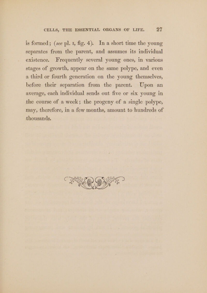 is formed; (see pl. 1, fig. 4). In a short time the young separates from the parent, and assumes its individual existence. Frequently several young ones, in various stages of growth, appear on the same polype, and even a third or fourth generation on the young themselves, before their separation from the parent. Upon an average, each individual sends out five or six young in the course of a week; the progeny of a single polype, may, therefore, in a few months, amount to hundreds of thousands.