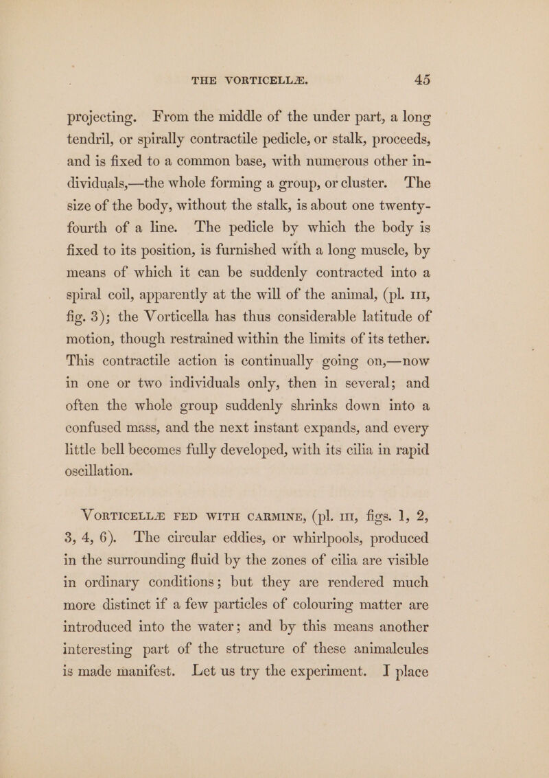 projecting. From the middle of the under part, a long tendril, or spirally contractile pedicle, or stalk, proceeds, and is fixed to a common base, with numerous other in- dividuals,—the whole forming a group, orcluster. ‘The size of the body, without the stalk, is about one twenty- fourth of a line. The pedicle by which the body is fixed to its position, is furnished with a long muscle, by means of which it can be suddenly contracted into a spiral coil, apparently at the will of the animal, (pl. 11, fig. 3); the Vorticella has thus considerable latitude of motion, though restrained within the limits of its tether. This contractile action is continually going on,—now in one or two individuals only, then in several; and often the whole group suddenly shrinks down into a confused mass, and the next instant expands, and every little bell becomes fully developed, with its cilia in rapid oscillation. VORTICELLE FED WITH CARMINE, (pl. m1, figs. 1, 2, 3, 4,6). The circular eddies, or whirlpools, produced in the surrounding fluid by the zones of cilia are visible in ordinary conditions; but they are rendered much more distinct if a few particles of colouring matter are introduced into the water; and by this means another interesting part of the structure of these animalcules is made manifest. Let us try the experiment. I place