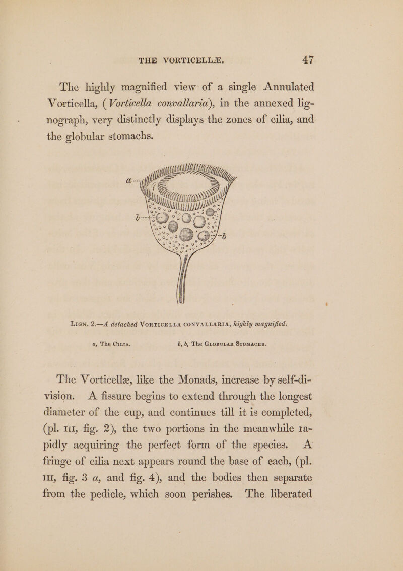 The highly magnified view of a single Annulated Vorticella, ( Vorticella convallaria), in the annexed lig- nograph, very distinctly displays the zones of cilia, and. the globular stomachs. US ee ; e&gt;, hac Lien. 2.—A detached VORTICELLA CONVALLARIA, highly magnified. a, The Ciura. b, 6, The GuropuLar STomMAcHs. The Vorticelle, like the Monads, increase by self-di- vision. A fissure begins to extend through the longest diameter of the cup, and continues till it is completed, (pl. 11, fig. 2), the two portions in the meanwhile 1a~ pidly acquiring the perfect form of the species A fringe of cilia next appears round the base of each, (pl. iu, fig. 3 a, and fig. 4), and the bodies then separate from the pedicle, which soon perishes. The liberated