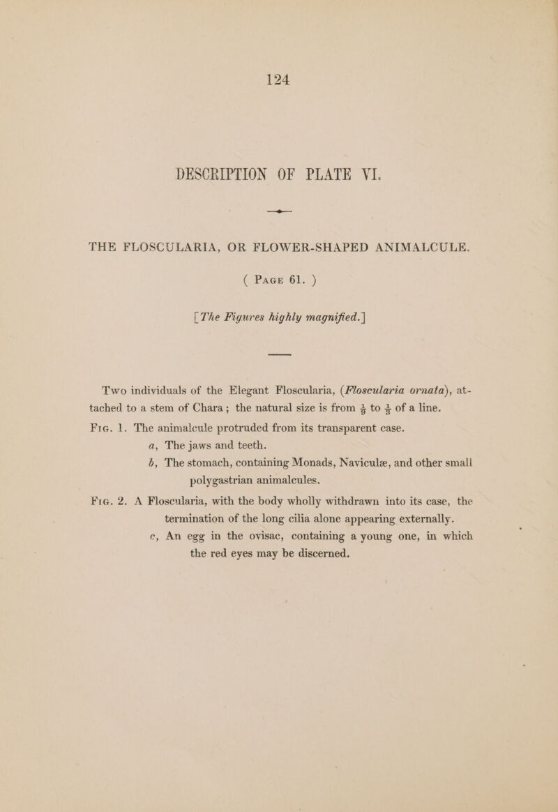 124 DESCRIPTION OF PLATE VI. THE FLOSCULARIA, OR FLOWER-SHAPED ANIMALCULE. ( Pace 61. ) [The Figures highly magnified. | Two individuals of the Elegant Floscularia, (Floscularia ornata), at- tached to a stem of Chara; the natural size is from 4 to of a line. Fre. 1. The animalcule protruded from its transparent case. a, The jaws and teeth. b, The stomach, containing Monads, Navicule, and other small polygastrian animalcules. Fig. 2. A Floscularia, with the body wholly withdrawn into its case, the termination of the long cilia alone appearing externally. ce, An egg in the ovisac, containing a young one, in which the red eyes may be discerned.