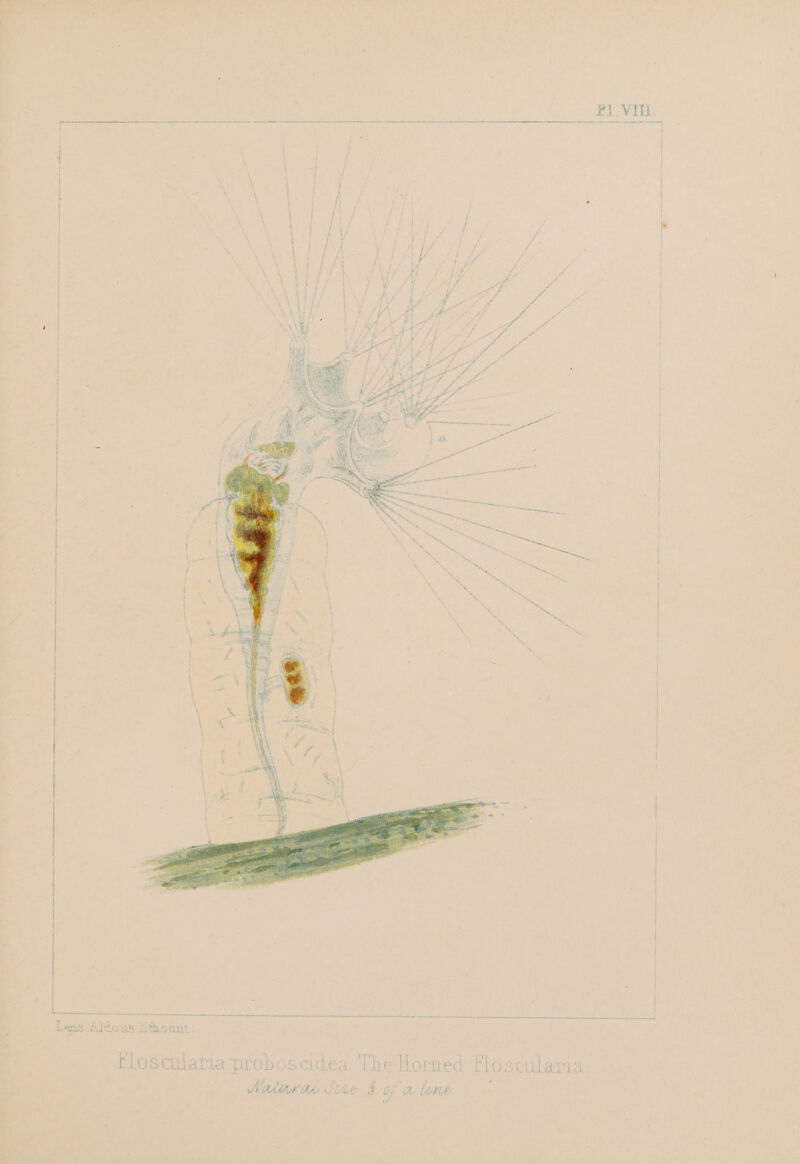 Sr erat ] t i i | | | H 2 | | | | | | | ; j | ' | | { | | | } | | | H { 1 | | ' | | } | | | os 5 AOE int Aldo rlo £ LATS laria ‘Tose idTla proboscide Sscu A