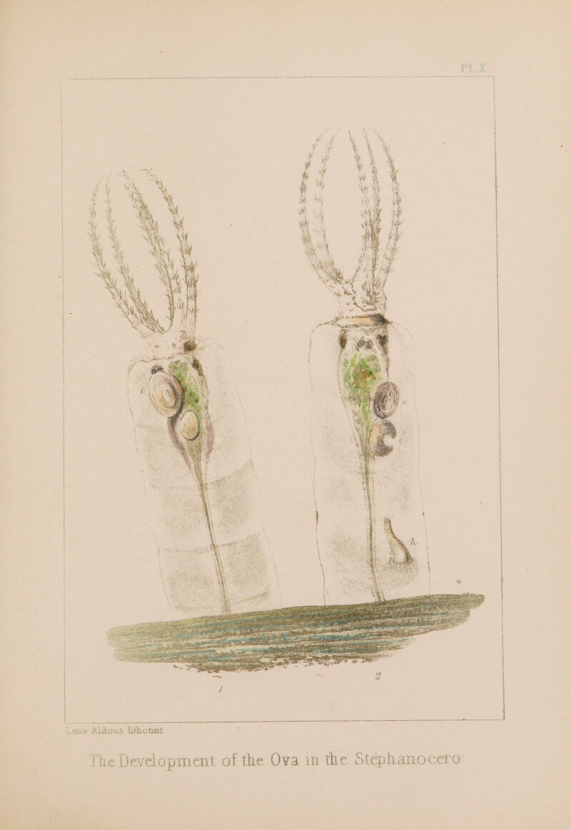 Lens Aldous lithotmt