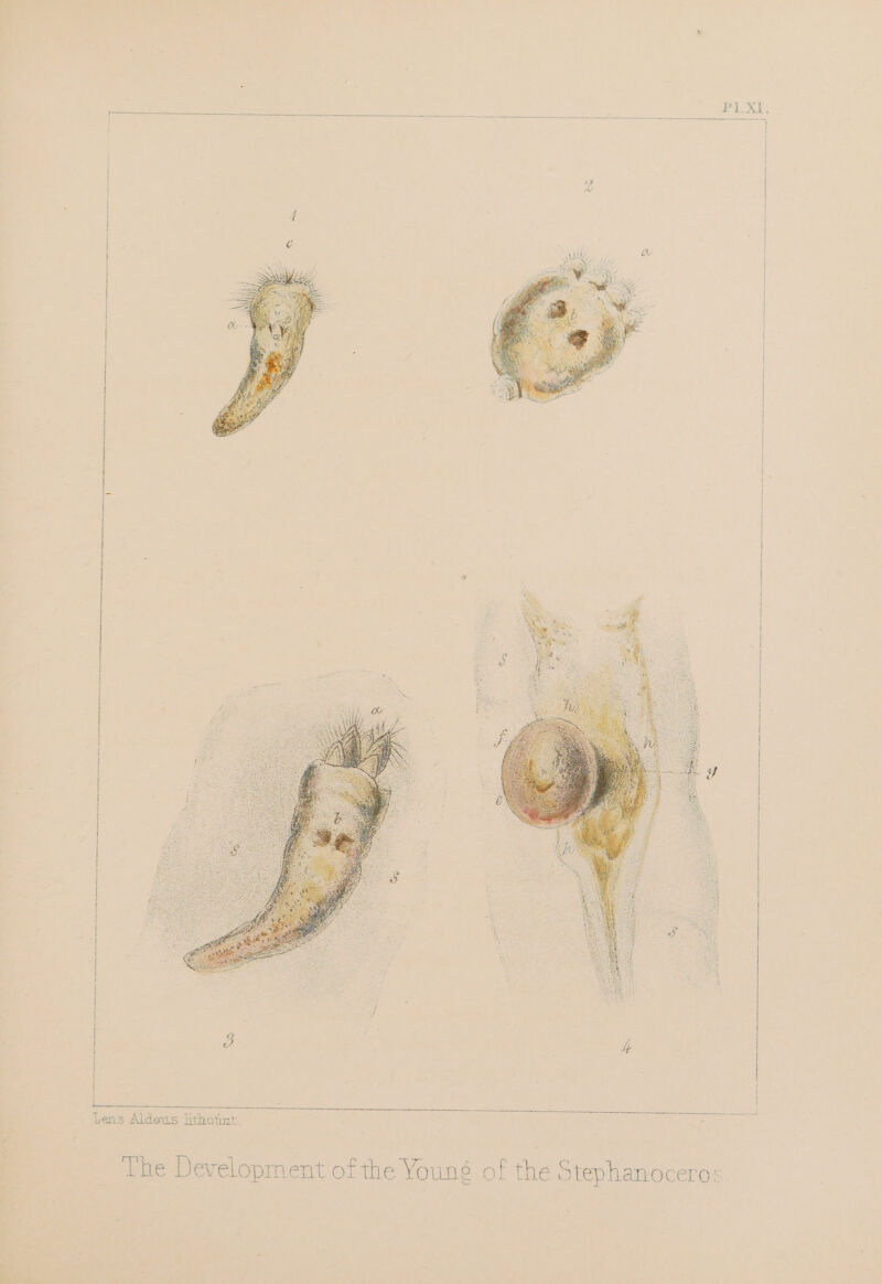 ta eA t ! { | | | us | | A | | | ee ae Lens Aldous lithotint. ve SS al