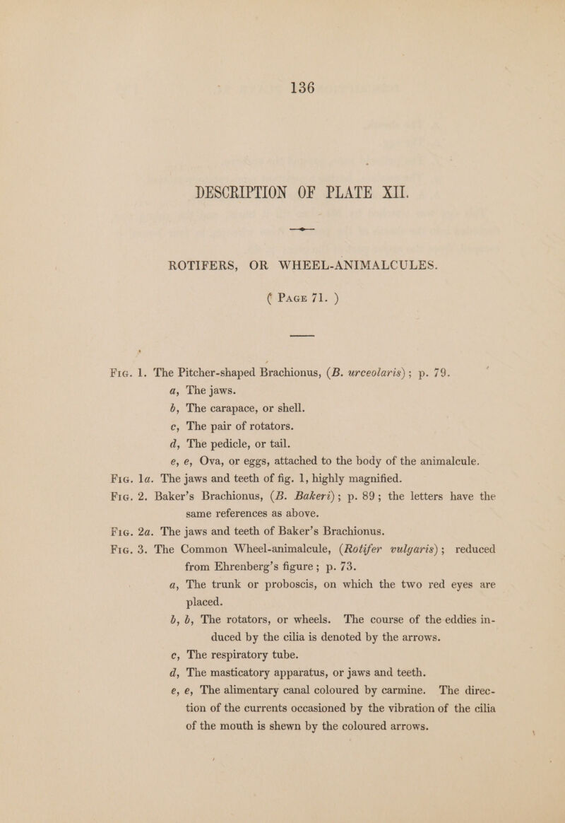 136 DESCRIPTION OF PLATE XII. ROTIFERS, OR WHEEL-ANIMALCULES. ( Pace 71. ) Fra. 1. The Pitcher-shaped Brachionus, (B. urceolaris); p. 79. a, The jaws. b, The carapace, or shell. c, The pair of rotators. d, The pedicle, or tail. e, e, Ova, or eggs, attached to the body of the animalcule. Fic. la. The jaws and teeth of fig. 1, highly magnified. Fic. 2. Baker’s Brachionus, (B. Bakeri); p. 89; the letters have the same references as above. Fic. 2a. The jaws and teeth of Baker’s Brachionus. Fic. 3. The Common Wheel-animalcule, (Rotifer vulgaris); reduced from Ehrenberg’s figure; p. 73. a, The trunk or proboscis, on which the two red eyes are placed. SS , 6, The rotators, or wheels. The course of the eddies in- duced by the cilia is denoted by the arrows. c, The respiratory tube. d, The masticatory apparatus, or jaws and teeth. e, e, The alimentary canal coloured by carmine. The direc- tion of the currents occasioned by the vibration of the cilia of the mouth is shewn by the coloured arrows.