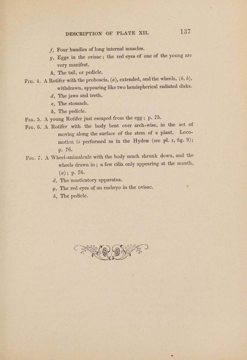 f, Four bundles of long internal muscles. g, Eggs in the ovisac; the red eyes of one of the young are very manifest. h, The tail, or pedicle. Fre. 4. A Rotifer with the proboscis, (a), extended, and the wheels, (4, 2), withdrawn, appearing like two hemispherical radiated disks. d, The jaws and teeth. - e, The stomach. h, The pedicle. Fic. 5. A young Rotifer just escaped from the egg; p. 75. Fic. 6. A Rotifer with. the body bent over arch-wise, in the act of . moving along the surface of the stem of a plant. Loco- motion is performed as in the Hydre (see pli 7, fig. 9); . p, 76. Fic. 7. A Wheel-animalcule with the body much shrunk down, and the wheels drawn in; a few cilia only appearing at the mouth, (a); p. 76. d, The masticatory apparatus. g, The red eyes of an embryo in the ovisac. h, The pedicle.