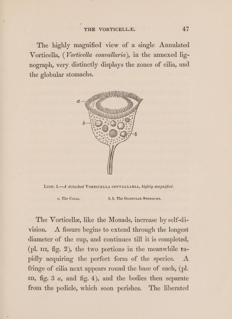 The highly magnified view of a single Annulated Vorticella, ( Vorticella convallaria), in the annexed lig- nograph, very, distinctly displays the zones of cilia, and the globular stomachs. Lian. 2.—A detached VORTICELLA CONVALLARIA, highly magnified. a, The Citta. b, b, The Guropunar StomAcus. The Vorticelle, like the Monads, increase by self-di- vision. A fissure begins to extend through the longest diameter of the cup, and continues till it is completed, (pl. 11, fig. 2), the two portions in the meanwhile ra- pidly acquiring the perfect form of the species. A fringe of cilia next appears round the base of each, (pl. i, fig. 3 a, and fig. 4), and the bodies then separate from the pedicle, which soon perishes. The liberated