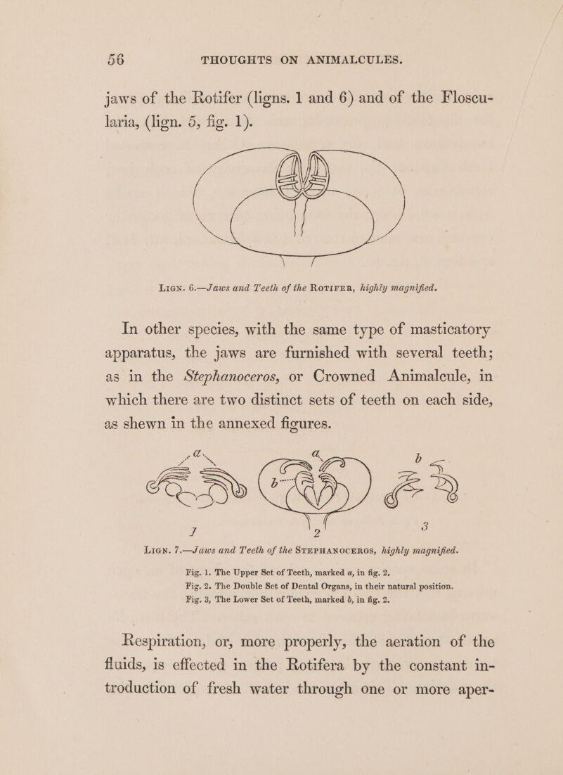 jaws of the Rotifer (ligns. 1 and 6) and of the Floscu- laria, (lign. 5, fig. 1). \ Lien. 6.—Jaws and Teeth of the Rotirer, highly magnified. In other species, with the same type of masticatory apparatus, the jaws are furnished with several teeth; as in the Stephanoceros, or Crowned &lt;Animalcule, in which there are two distinct sets of teeth on each side, as shewn in the annexed figures. Lien. 7.—Jaws and Teeth of the STEPHANOCEROS, highly magnified. Fig. 1. The Upper Set of Teeth, marked a, in fig. 2. Fig. 2. The Double Set of Dental Organs, in their natural position. Fig. 3, The Lower Set of Teeth, marked 6, in fig. 2. Respiration, or, more properly, the aeration of the fluids, is effected in the Rotifera by the constant in- troduction of fresh water through one or more aper-