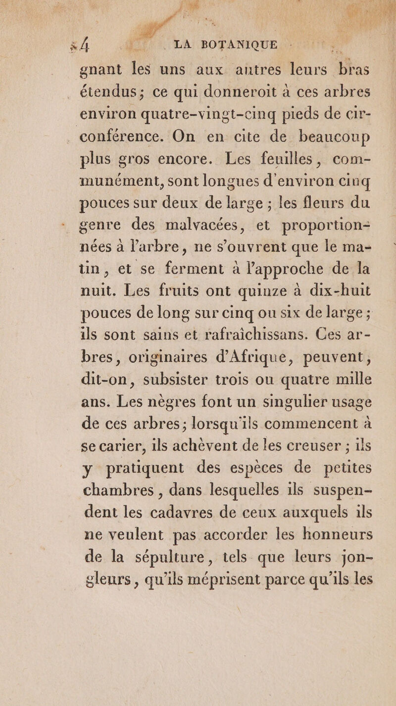 À | * 4 LA BOTANIQUE | gnant les uns aux autres leurs bras étendus; ce qui donneroit à ces arbres environ quatre-vingt-cinq pieds de cir- conférence. On en cite de beaucoup plus gros encore. Les feuilles, com- munément, sont longues d'environ cinq pouces sur deux de large ; les fleurs du genre des malvacées, et proportion- nées à l'arbre, ne s’ouvrent que le ma- tin, et se ferment à l'approche de la nuit. Les fruits ont quinze à dix-huit pouces de long sur cinq ou six de large; ils sont sains et rafraichissans. Ces ar- bres, originaires d'Afrique, peuvent, dit-on, subsister trois ou quatre mille ans. Les nègres font un singulier usage de ces arbres; lorsqu'ils commencent à se carier, ils achèvent de les creuser ; ils y pratiquent des espèces de petites chambres , dans lesquelles ils suspen- dent les cadavres de ceux auxquels ils ne veulent pas accorder les honneurs de la sépulture, tels que leurs jon- gleurs , qu’ils méprisent parce qu’ils les