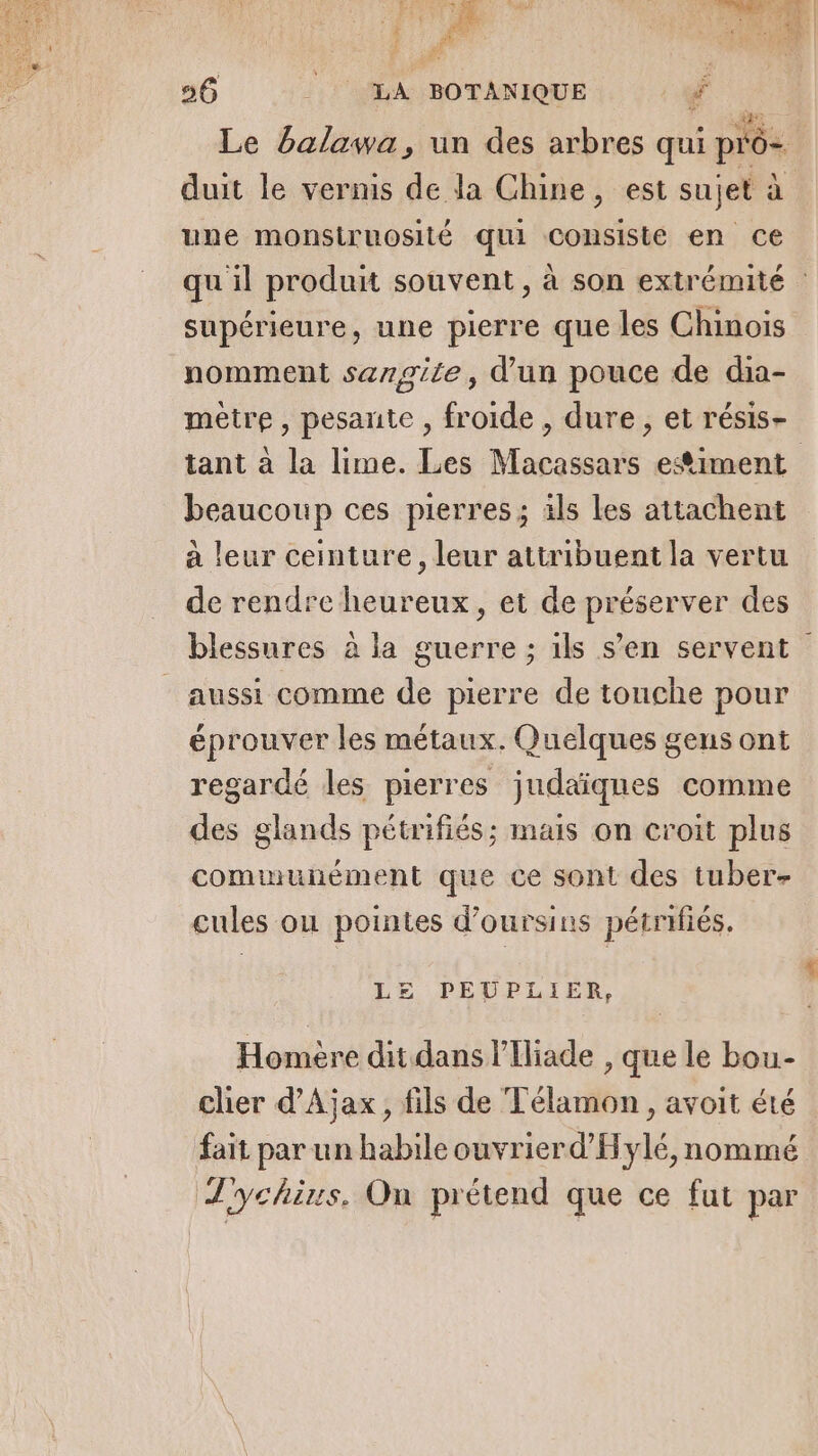 D. £ EI 56 _ LA BOTANIQUE 2 une monsiruosité qui consisté en ce supérieure, une pierre que les Chinois nomment sargite, d’un pouce de dia- mètre, pesante , froide , dure, et résis- beaucoup ces pierres; ils les attachent à leur ceinture, leur attribuent la vertu de rendre heureux, et de préserver des aussi comme de pierre de touche pour éprouver les métaux. Quelques gens ont regardé les pierres judaïqnes comme des glands pétrifiés; mais on croit plus communément que ce sont des tuber- cules ou pointes d’oursins pétrifiés. LE PEUPLIER, Homère dit dans l’Iliade , que le bou- chier d’Ajax, fils de Télamon , avoit été fait par un habile ouvrierd'Hylé, nommé Jychius. On prétend que ce fut par