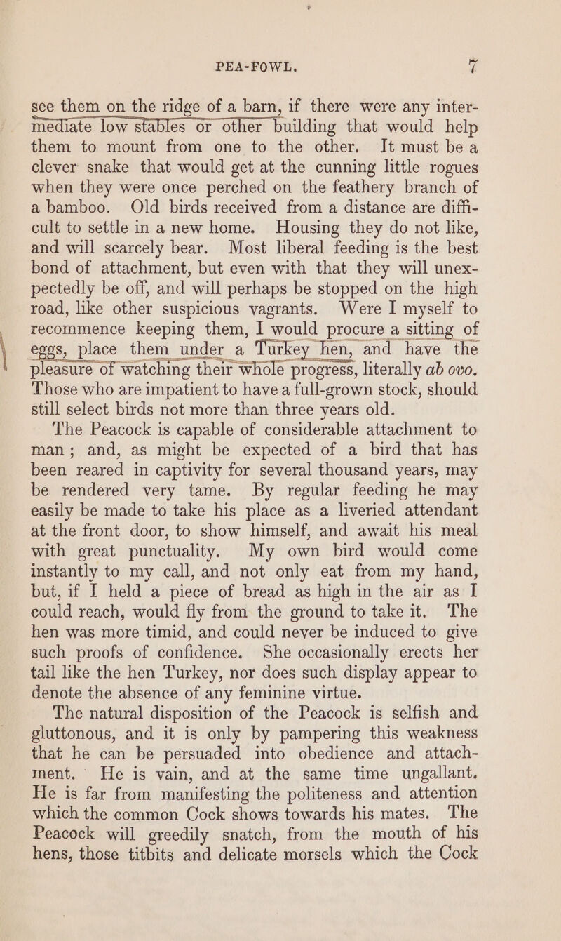 see them on the ridge of a barn, if there were any inter- mediate low stables or other building that would help them to mount from one to the other. It must bea clever snake that would get at the cunning little rogues when they were once perched on the feathery branch of a bamboo. Old birds received from a distance are diff- cult to settle in a new home. Housing they do not like, and will scarcely bear. Most liberal feeding is the best bond of attachment, but even with that they will unex- pectedly be off, and will perhaps be stopped on the high road, like other suspicious vagrants. Were I myself to recommence keeping them, I would procure a sitting of eggs, place them_under a Turkey hen, and have the PeSSiES OF watching their whole progress, literally ab ovo. Those who are impatient to have a full-grown stock, should still select birds not more than three years old. The Peacock is capable of considerable attachment to man; and, as might be expected of a bird that has been reared in captivity for several thousand years, may be rendered very tame. By regular feeding he may easily be made to take his place as a liveried attendant at the front door, to show himself, and await his meal with great punctuality. My own bird would come instantly to my call, and not only eat from my hand, but, if I held a piece of bread as high in the air as I could reach, would fly from the ground to take it. The hen was more timid, and could never be induced to give such proofs of confidence. She occasionally erects her tail like the hen Turkey, nor does such display appear to denote the absence of any feminine virtue. The natural disposition of the Peacock is selfish and gluttonous, and it is only by pampering this weakness that he can be persuaded into obedience and attach- ment. He is vain, and at the same time ungallant. He is far from manifesting the politeness and attention which the common Cock shows towards his mates. The Peacock will greedily snatch, from the mouth of his hens, those titbits and delicate morsels which the Cock