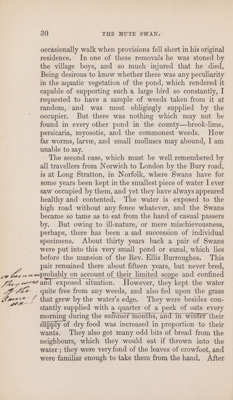 LC occasionally walk when provisions fell short in his original residence. In one of these removals he was stoned by the village boys, and so much injured that he died. Being desirous to know whether there was any peculiarity in the aquatic vegetation of the pond, which rendered it capable of supporting such a large bird so constantly, I requested to have a sample of weeds taken from it at random, and was most obligingly supplied by the occupier. But there was nothing which may not be found in every other pond in the county—brook-lime, persicaria, myosotis, and the commonest weeds. How far worms, larvee, and small molluscs may abound, I am unable to say. The second case, which must be well remembered by all travellers from Norwich to London by the Bury road, is at Long Stratton, in Norfolk, where Swans have for some years been kept in the smallest piece of water I ever saw occupied by them, and yet they have always appeared healthy and contented. ‘The water is exposed to the high road without any fence whatever, and the Swans became so tame as to eat from the hand of casual passers by. But owing to ill-nature, or mere mischievousness, perhaps, there has been a sad succession of individual specimens. About thirty years back a pair of Swans were put into this very small pond or eanal, which lies before the mansion of the Rev. Ellis Burroughes. This pair remained there about fifteen years, but never bred, quite free from any weeds, and also fed upon the grass stantly supplied with a quarter of a peck of oats every morning during the summer months, and in winter their ae e dry food was increased in proportion to their wants. They also got many odd bits of bread from the neighbours, which they would eat if thrown into the water ; they were very fond of the leaves of crowfoot, and were familiar enough to take them from the hand. After