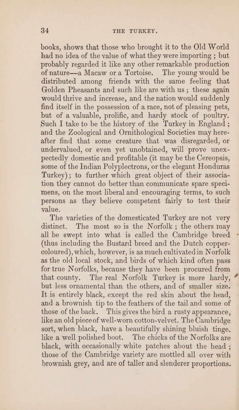 books, shows that those who brought it to the Old World had no idea of the value of what they were importing ; but probably regarded it like any other remarkable production of nature—a Macaw ora Tortoise. The young would be distributed among friends with the same feeling that GFolden Pheasants and such like are with us; these again would thrive and increase, and the nation would suddenly find itself in the possession of a race, not of pleasing pets, but of a valuable, prolific, and hardy stock of poultry. Such I take to be the history of the Turkey in England ; and the Zoological and Ornithological Societies may here- after find that some creature that. was disregarded, or undervalued, or even yet unobtained, will prove unex- pectedly domestic and profitable (it may be the Cereopsis, some of the Indian Polyplectrons, or the elegant Honduras Turkey); to further which great object of their associa- tion they cannot do better than communicate spare speci- mens, on the most liberal and encouraging terms, to such persons as they believe competent fairly to test their value. The varieties of the domesticated Turkey are not very distinct. The most so is the Norfolk ; the others may all be swept into what is called the Cambridge breed ° (thus including the Bustard breed and the Dutch copper- coloured), which, however, is as much cultivatedin Norfolk as the old local stock, and birds of which kind often pass for true Norfolks, because they have been procured from that county. The real Norfolk Turkey is more hardy, but less ornamental than the others, and of smaller size. It is entirely black, except the red skin about the head, and a brownish tip to the feathers of the tail and some of those of the back. ‘This gives the bird a rusty appearance, like an old piece of well-worn cotton-velvet. The Cambridge _ sort, when black, have a beautifully shining bluish tinge, like a well polished boot. The chicks of the Norfolks are black, with occasionally white patches about the head ; those of the Cambridge variety are mottled all over with brownish grey, and are of taller and slenderer proportions.