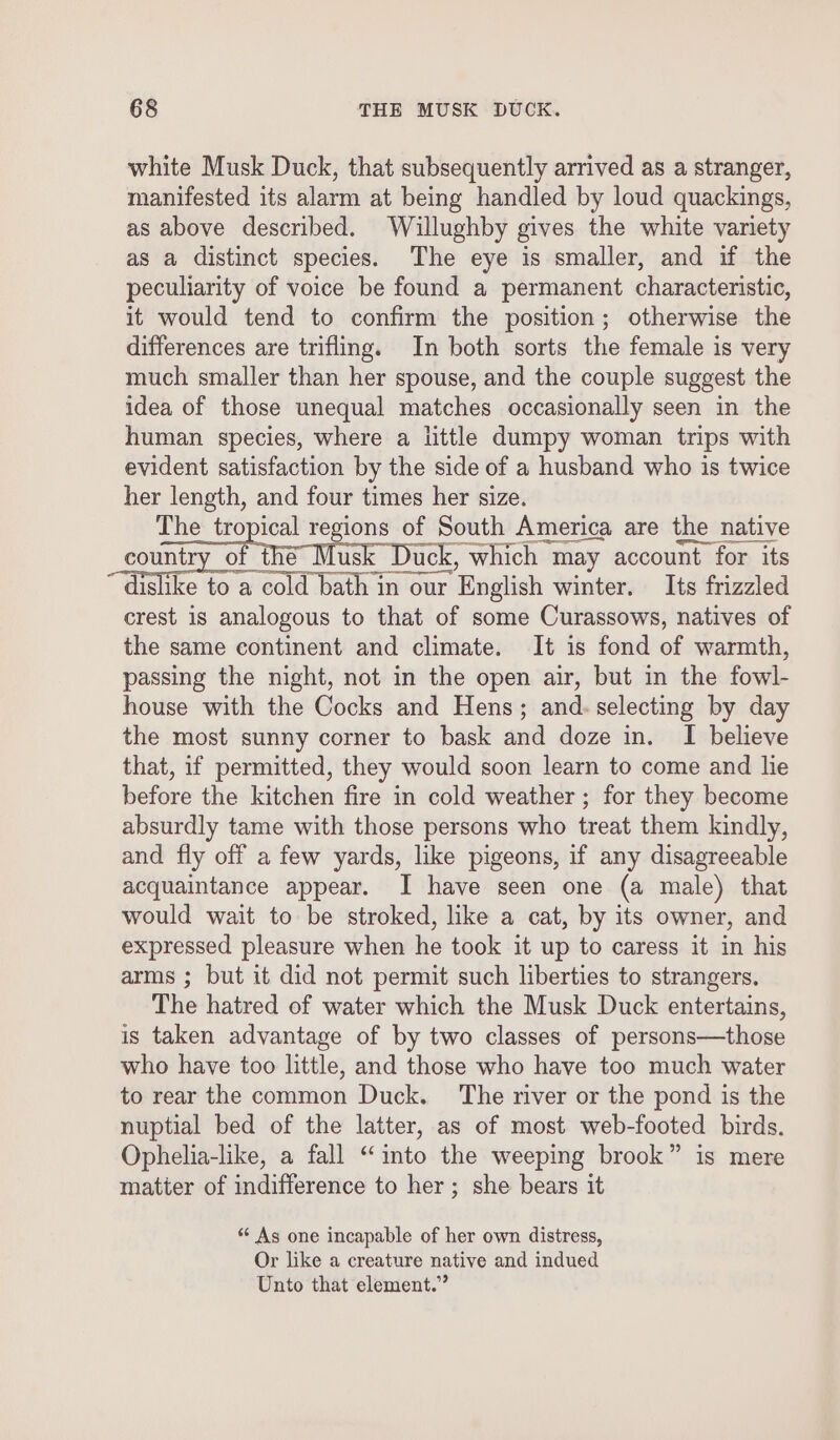 white Musk Duck, that subsequently arrived as a stranger, manifested its alarm at being handled by loud quackings, as above described. Willughby gives the white variety as a distinct species. The eye is smaller, and if the peculiarity of voice be found a permanent characteristic, it would tend to confirm the position; otherwise the differences are trifling. In both sorts the female is very much smaller than her spouse, and the couple suggest the idea of those unequal matches occasionally seen in the human species, where a tittle dumpy woman trips with evident satisfaction by the side of a husband who is twice her length, and four times her size. The tropical regions of South America are the native country of the Musk Duck, which may account for its dislike to a cold bath in our English winter. Its frizzled crest is analogous to that of some Curassows, natives of the same continent and climate. It is fond of warmth, passing the night, not in the open air, but in the fowl- house with the Cocks and Hens; and. selecting by day the most sunny corner to bask and doze in. I believe that, if permitted, they would soon learn to come and lie before the kitchen fire in cold weather ; for they become absurdly tame with those persons who treat them kindly, and fly off a few yards, like pigeons, if any disagreeable acquaintance appear. I have seen one (a male) that would wait to be stroked, like a cat, by its owner, and expressed pleasure when he took it up to caress it in his arms ; but it did not permit such liberties to strangers. The hatred of water which the Musk Duck entertains, is taken advantage of by two classes of persons—those who have too little, and those who have too much water to rear the common Duck. ‘The river or the pond is the nuptial bed of the latter, as of most web-footed birds. Ophelia-like, a fall “into the weeping brook” is mere matter of indifference to her; she bears it “ As one incapable of her own distress, Or like a creature native and indued Unto that element.”