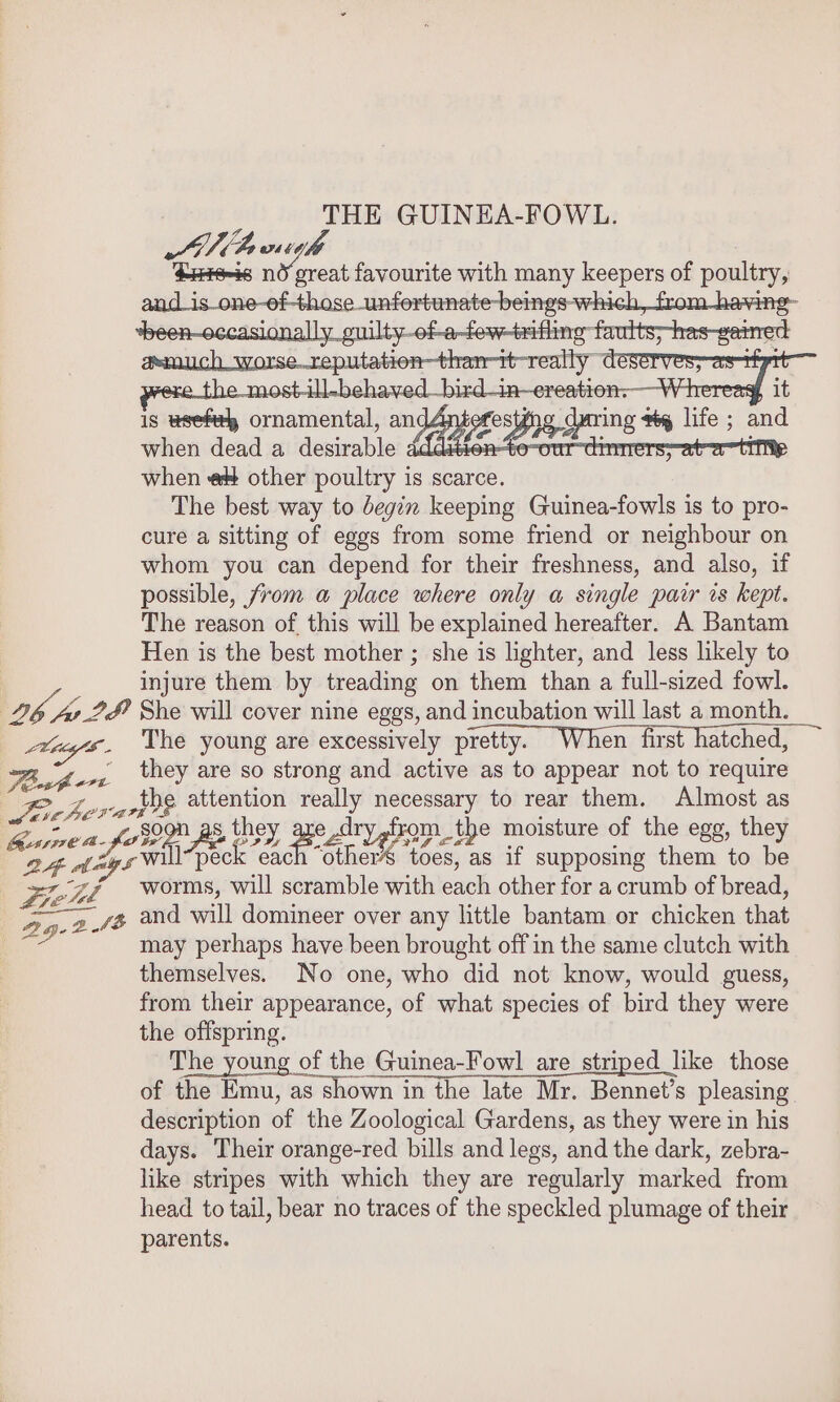THE GUINEA-FOWL. and_is_one-oefthose unfertunate-beings- aemauch worse..reputation—than-it-really- . is 14 fi ing +@ life ; when dead a desirable EE ca dias 5 TeYs;s~atvz when e# other poultry is scarce. The best way to begin keeping Guinea-fowls is to pro- cure a sitting of eggs from some friend or neighbour on whom you can depend for their freshness, and also, if possible, from a place where only a single pair is kept. The reason of this will be explained hereafter. A Bantam Hen is the best mother ; she is lighter, and less likely to | injure them by treading on them than a full-sized fowl. ) 2b 4 2&amp; She will cover nine eggs, and incubation will last a month. Mey The young are excessively pretty. When first hatched, ~ ig dont. they are so strong and active as to appear not to require Becheraklt attention really necessary to rear them. Almost as a. Kroon As they aze_dry from the moisture of the egg, they Seweirpeck 3 Pea as if supposing them to be Beas worms, will scramble with each other for a crumb of bread, a9.2 08 and will domineer over any little bantam or chicken that ee may perhaps have been brought off in the same clutch with themselves. No one, who did not know, would guess, from their appearance, of what species of bird they were the offspring. The young of the Guinea-Fowl are striped like those of the Emu, as shown in the late Mr. Bennet’s pleasing description of the Zoological Gardens, as they were in his days. Their orange-red bills and legs, and the dark, zebra- like stripes with which they are regularly marked from head to tail, bear no traces of the speckled plumage of their parents.