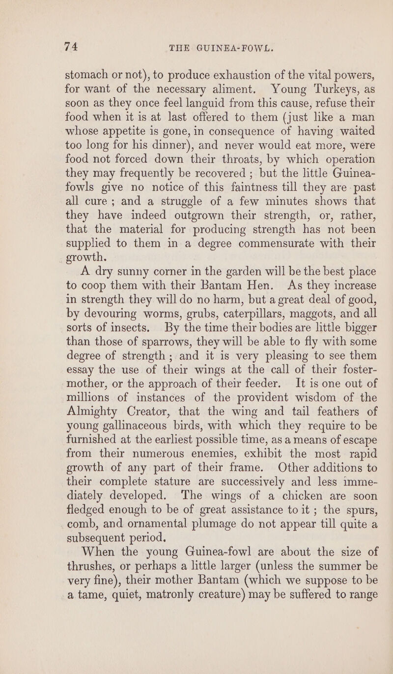 stomach or not), to produce exhaustion of the vital powers, for want of the necessary aliment. Young Turkeys, as soon as they once feel languid from this cause, refuse their food when it is at last offered to them (just lke a man whose appetite is gone, in consequence of having waited too long for his dinner), and never would eat more, were food not forced down their throats, by which operation they may frequently be recovered ; but the little Guinea- fowls give no notice of this faintness till they are past all cure ; and a struggle of a few minutes shows that they have indeed outgrown their strength, or, rather, that the material for producing strength has not been supplied to them in a degree commensurate with their growth. A dry sunny corner in the garden will be the best place to coop them with their Bantam Hen. As they increase in strength they will do no harm, but a great deal of good, by devouring worms, grubs, caterpillars, maggots, and all sorts of insects. By the time their bodies are little bigger than those of sparrows, they will be able to fly with some degree of strength; and it is very pleasing to see them essay the use of their wings at the call of their foster- mother, or the approach of their feeder. It is one out of millions of instances of the provident wisdom of the Almighty Creator, that the wing and tail feathers of young gallinaceous birds, with which they require to be furnished at the earliest possible time, as a means of escape from their numerous enemies, exhibit the most rapid orowth of any part of their frame. Other additions to their complete stature are successively and less imme- diately developed. The wings of a chicken are soon fledged enough to be of great assistance to it ; the spurs, comb, and ornamental plumage do not appear till quite a subsequent period, When the young Guinea-fowl are about the size of thrushes, or perhaps a little larger (unless the summer be very fine), their mother Bantam (which we suppose to be a tame, quiet, matronly creature) may be suffered to range