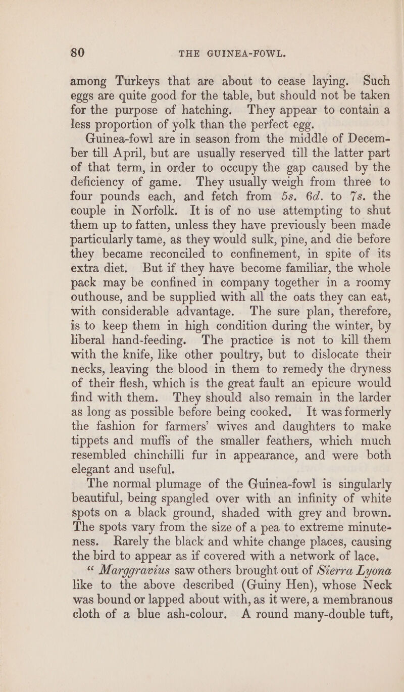 among Turkeys that are about to cease laying. Such eggs are quite good for the table, but should not be taken for the purpose of hatching. They appear to contain a less proportion of yolk than the perfect egg. Guinea-fowl are in season from the middle of Decem- ber till April, but are usually reserved till the latter part of that term, in order to occupy the gap caused by the deficiency of game. They usually weigh from three to four pounds each, and fetch from 5s. 6d. to 7s. the couple in Norfolk. It is of no use attempting to shut them up to fatten, unless they have previously been made particularly tame, as they would sulk, pine, and die before they became reconciled to confinement, in spite of its extra diet. But if they have become familiar, the whole pack may be confined in company together in a roomy outhouse, and be supplied with all the oats they can eat, with considerable advantage. The sure plan, therefore, is to keep them in high condition during the winter, by liberal hand-feeding. The practice is not to kill them with the knife, like other poultry, but to dislocate their necks, leaving the blood in them to remedy the dryness of their flesh, which is the great fault an epicure would find with them. They should also remain in the larder as long as possible before being cooked. It was formerly the fashion for farmers’ wives and daughters to make tippets and muffs of the smaller feathers, which much resembled chinchilli fur in appearance, and were both elegant and useful. The normal plumage of the Guinea-fowl is singularly beautiful, being spangled over with an infinity of white spots on a black ground, shaded with grey and brown. The spots vary from the size of a pea to extreme minute- ness. Rarely the black and white change places, causing the bird to appear as if covered with a network of lace. “ Marggravius saw others brought out of Sierra Lyona like to the above described (Guiny Hen), whose Neck was bound or lapped about with, as it were, a membranous cloth of a blue ash-colour. A round many-double tuft,
