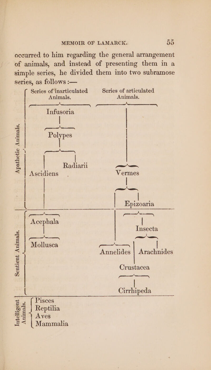 eccurred to him regarding the general arrangement of animals, and instead of presenting them in a simple series, he divided them into two subramose series, as follows :-— Series of inarticulated Series of articulated Animals, Animals. joe SE I eee Infusoria | 2, —— = Polypes | < | =) a eS Radiari — < | Ascidiens Vermes | | ( | Epizoaria —_-—_ -— Acephala e | Insecta ‘2 | Mollusca oe | = Annelides | Arachnides &amp; a Crustacea e —<—a—— ey { Cirrhipeda 4... | Pisces me Reptilia ‘Sq |) Aves == | Mammalia