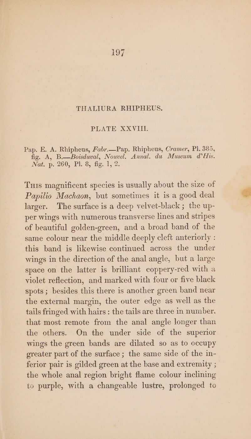 PLATE XXVIII. Pap. E. A. Rhipheus, Fabr.—Pap. Rhipheus, Cramer, Pl. 385, fig. A, B.—Boisduval, Nowvel. Annal. du Museum @ His. Nat. p. 260, Pl. 8, fig. 1, 2. Tus magnificent species is usually about the size of Papilio Machaon, but sometimes it is a good deal larger. The surface is a deep velvet-black ; the up- per wings with numerous transverse lines and stripes of beautiful golden-green, and a broad band of the same colour near the middle deeply cleft anteriorly : this band is likewise continued across the under wings in the direction of the anal angle, but a large space on the latter is brilliant coppery-red with a violet reflection, and marked with four or five black spots; besides this there is another green band near the external margin, the outer edge as well as the tails fringed with hairs : the tails are three in number. that most remote from the anal angle longer than the others. On the under side of the superior wings the green bands are dilated so as to occupy greater part of the surface ; the same side of the in- ferior pair is gilded green at the base and extremity ; the whole anal region bright flame colour inclining to purple, with a changeable lustre, prolonged to