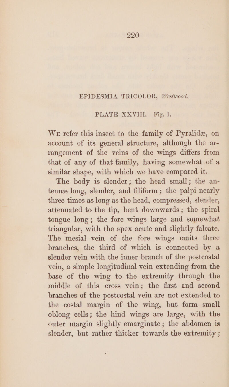 EPIDESMIA TRICOLOR, Westwood. PLATE XXVIII. Fig. 1. We refer this insect to the family of Pyralide, on account of its general structure, although the ar- rangement of the veins of the wings differs from that of any of that family, having somewhat of a similar shape, with which we have compared it. The body is slender; the head small; the an- tenne long, slender, and filiform ; the palpi nearly three times as long as the head, compressed, slender, attenuated to the tip, bent downwards; the spiral tongue long; the fore wings large and somewhat triangular, with the apex acute and slightly falcate. The mesial vein of the fore wings emits three branches, the third of which is connected by a slender vein with the inner branch of the postcostal vein, a simple longitudinal vein extending from the base of the wing to the extremity through the middle of this cross vein; the first and second branches of the postcostal vein are not extended to the costal margin of the wing, but form small oblong cells; the hind wings are large, with the outer margin slightly emarginate ; the abdomen is slender, but rather thicker towards the extremity ;