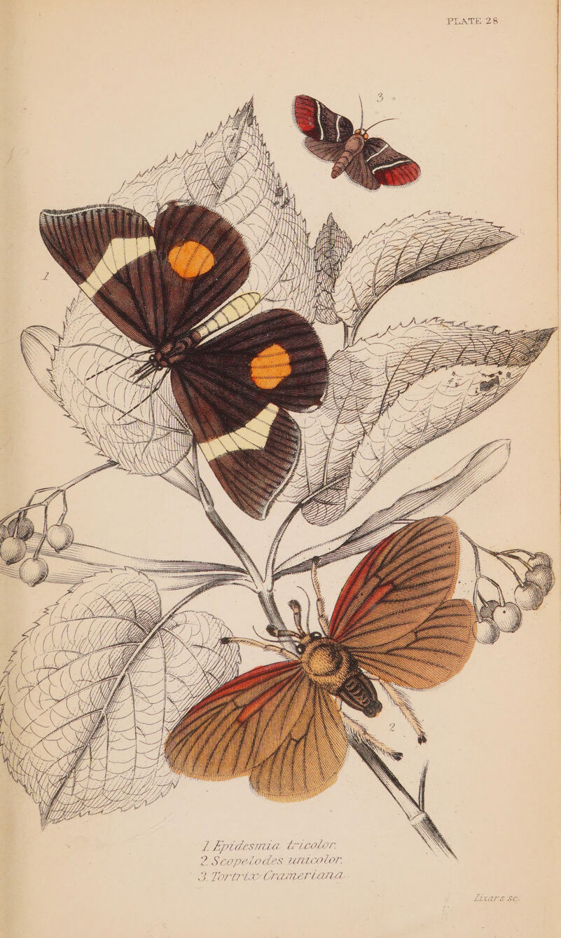 PLATE 28 LEAAT*S. SEC