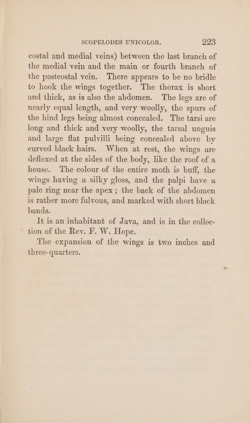 costal and medial veins) between the last branch of the medial vein and the main or fourth branch of the postcostal vein. There appears to be no bridle to hook the wings together. The thorax is short and thick, as is also the abdomen. The legs are of nearly equal length, and very woolly, the spurs of the hind legs being almost concealed. The tarsi are long and thick and very woolly, the tarsal unguis and large flat pulvilli being concealed above by curved black hairs. When at rest, the wings are deflexed at the sides of the body, like the roof of a house. ‘The colour of the entire moth is buff, the wings having a silky gloss, and the palpi have a pale ring near the apex ; the back of the abdomen is rather more fulvous, and marked with short black bands. It is an inhabitant of Java, and is in the collec- ~ tion of the Rev. F. W. Hope. The expansion of the wings is two inches and three-quarters,