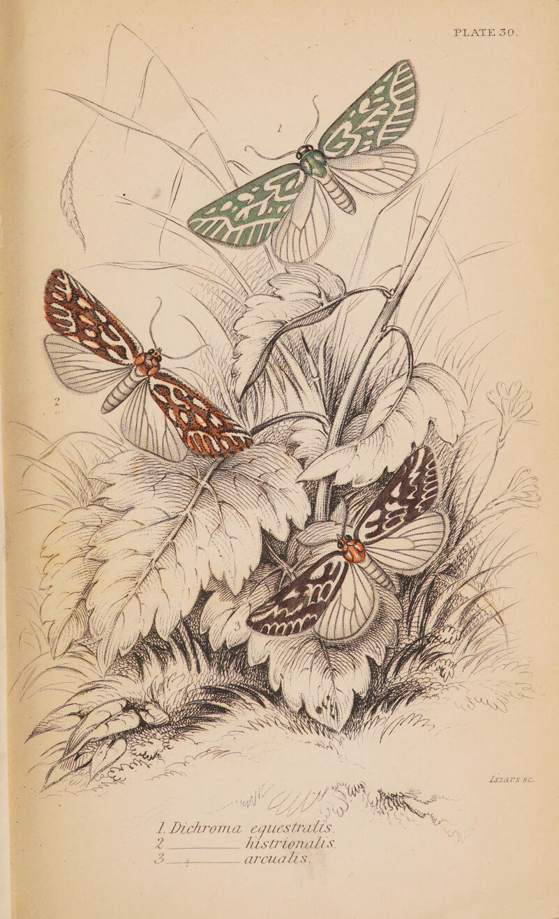 = a ‘i wont PLATE 30. ka j Poe ex , r 1 Dichroma equestratts: aes ee fo PAL SOUTER. ee NT Je F008) io