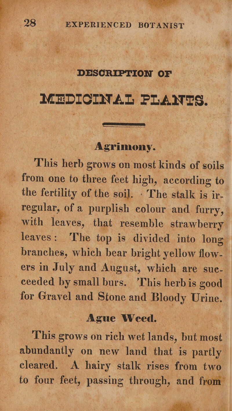 DESCRIPTION oF -MEDIOMTAS FLAN TS. Agrimony. This herb grows on most kinds of soils the fertility of the soil. - The stalk i is ir- branches, which bear bright yellow flow- ers in July and August, which are sue. -eeeded by small burs. This herb is good for Gravel and Stone and Blogy Urine. Asue Weed. “This grows on rich wet (aide, but tnoat abundantly on new Jand that is partly cleared. A hairy stalk rises from two to four feet, passing through, and from’ fige: | \ bo Ang) ‘