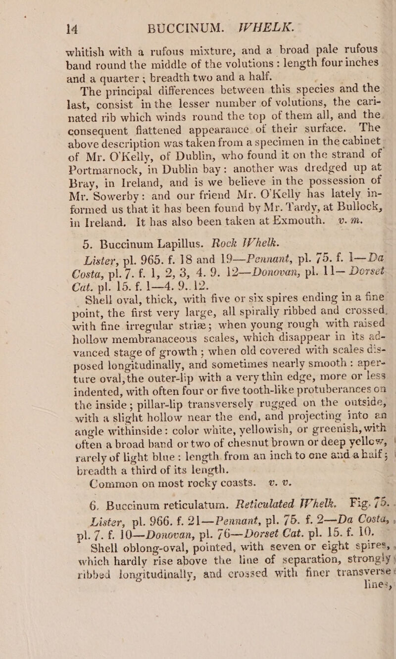 whitish with a rufous mixture, and a broad pale rufous band round the middle of the volutions : length four inches and a quarter ; breadth two and a half. . The principal differences between this species and the last, consist in the lesser number of volutions, the cari- nated rib which winds round the top of them all, and the. consequent flattened appearance of their surface. The above description was taken from a specimen in the cabinet of Mr. O'Kelly, of Dublin, who found it on the strand of Portmarnock, in Dublin bay: another was dredged up at Bray, in Ireland, and is we believe in the possession of Mr. Sowerby: and our friend Mr. O'Kelly has lately in- formed us that it has been found by Mr. Tardy, at Bullock, in Ireland. It has also been taken at Exmouth. v. m. 5. Buccinum Lapillus. Rock Whelk. Lister, pl. 965. f. 18 and 19—Pennant, pl. 75. f. 1—Da Costa, pl. 7. f. 1, 2,3, 4.9. 12—Donovan, pl. 1l— Dorset Cat. pl. 15. f. 1—4. 9.12. Shell oval, thick, with five or six spires ending in a fine” point, the first very large, all spirally ribbed and crossed, with fine irregular striz; when young rough with raised hollow membranaceous scales, which disappear in its ad- vanced stage of growth ; when old covered with scales dis- posed longitudinally, and sometimes nearly smooth : aper- ture oval,the outer-lip with a very thin edge, more or less indented, with often four or five tooth-like protuberances on the inside; pillar-lip transversely rugged on the outside, with a slight hollow near the end, and projecting into an angle withinside: color white, yellowish, or greenish, with often a broad band or two of chesnut brown or deep yellow, | rarely of light blue: length. from an inch to one anda half; | breadth a third of its length. Common on most rocky coasts. v. v. 6. Buccinum reticulatum. Reticulated Whelk. Fig. 75. . Lister, pl. 966. f. 21— Pennant, ol. 75. f. 2—Da Costa, , pl. 7. £. 10—Donovan, pl. 76—Dorset Cat. pl. 15. f. 10. Shell oblong-oval, pointed, with seven or eight spires, . which hardly rise above the line of separation, strongly ) ribbed longitudinally, and crossed with finer transverse: lines,