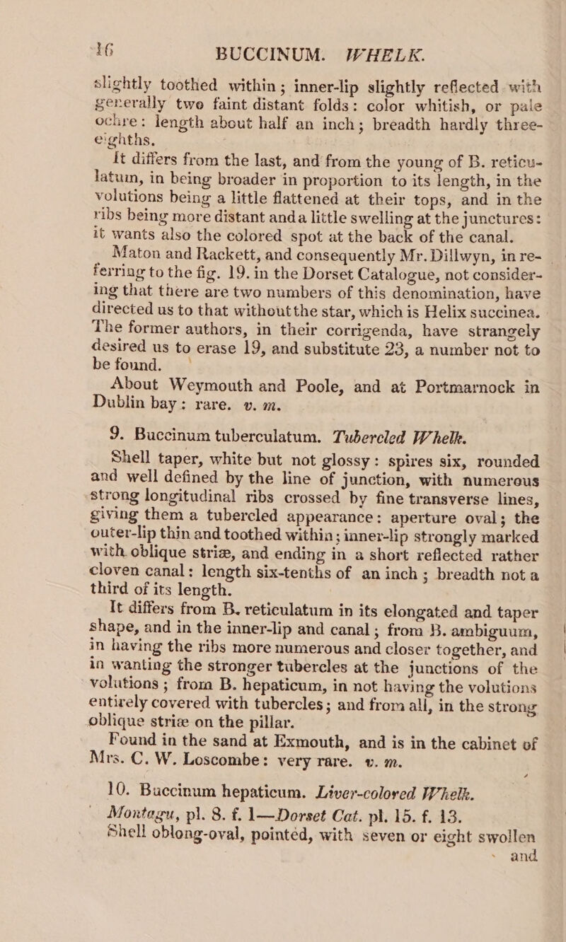 slightly toothed within ; inner-lip slightly reflected with gererally two faint distant folds: color whitish, or pale ochre: length about half an inch; breadth hardly three- e'giths, it differs from the last, and from the young of B. reticu- latuim, in being broader in proportion to its length, in the volutions being a little flattened at their tops, and in the ribs being more distant anda little swelling at the junctures: it wants also the colored spot at the back of the canal. ferring to the fig. 19. in the Dorset Catalogue, not consider- ing that there are two numbers of this denomination, have directed us to that withoutthe star, which is Helix succinea. The former authors, in their corrigenda, have strangely desired us to erase 19, and substitute 23, a number not to be found. About Weymouth and Poole, and at Portmarnock in Dublin bay: rare. v. m. 9. Buccinum tuberculatum. Tudercled Whelhk. Shell taper, white but not glossy : spires six, rounded and well defined by the line of junction, with numerous strong longitudinal ribs crossed by fine transverse lines, giving them a tubercled appearance: aperture oval; the outer-lip thin and toothed within; inner-lip strongly marked with oblique striz, and ending in a short reflected rather cloven canal: length six-tenths of an inch ; breadth nota third of its length. It differs from B. reticulatum in its elongated and taper shape, and in the inner-lip and canal; from 3B. ambiguum, in having the ribs more numerous and closer together, and in wanting the stronger tubercles at the junctions of the volutions ; from B. hepaticum, in not having the volutions entirely covered with tubercles; and from all, in the strong oblique strie on the pillar. Found in the sand at Exmouth, and is in the cabinet of Mrs. C. W. Loscombe: very rare. v. m. 10. Buccinum hepaticum. Liver-colored Whelk. Montagu, pi. 8. £. 1—Dorset Cat. pl. 15. f. 13. Shell oblong-oval, pointed, with seven or eight swollen and