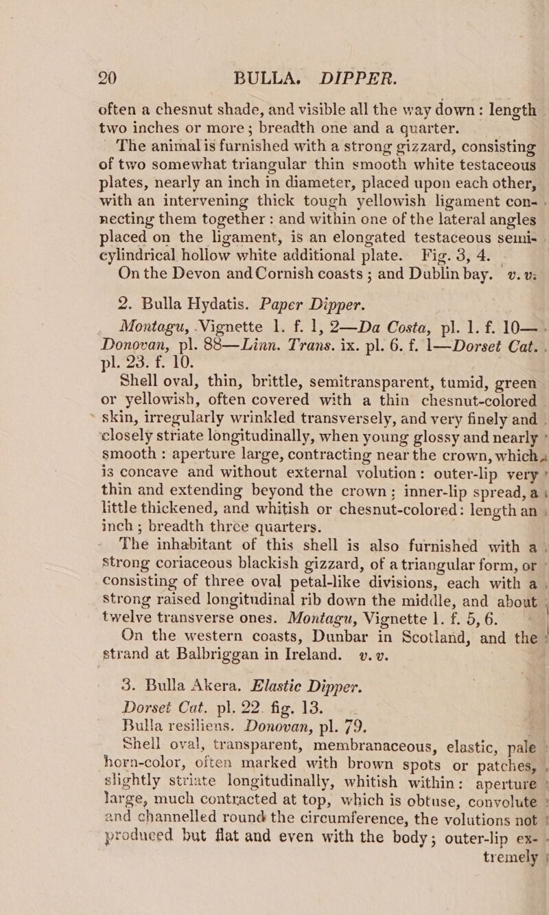 often a chesnut shade, and visible all the way down: length two inches or more; breadth one and a quarter. _ The animal is furnished with a strong gizzard, consisting of two somewhat triangular thin smooth white testaceous plates, nearly an inch in diameter, placed upon each other, with an intervening thick tough yellowish ligament con- . necting them together : and within one of the lateral angles placed on the ligament, is an elongated testaceous semi- cylindrical hollow white additional plate. Fig. 3, 4. On the Devon and Cornish coasts ; and Dublinbay. v. uv; 2. Bulla Hydatis. Paper Dipper. Montagu, Vignette 1. f. 1, 2—Da Costa, pl. 1. f. 10O—. Donovan, pl. 88—Linn. Trans. ix. pl. 6. f. 1—Dorset Cat. . pl. 23. f. 10. Shell oval, thin, brittle, semitransparent, tumid, green or yellowish, often covered with a thin chesnut-colored — ' skin, irregularly wrinkled transversely, and very finely and closely striate longitudinally, when young glossy and nearly ° smooth : aperture large, contracting near the crown, which. is concave and without external volution: outer-lip very ' thin and extending beyond the crown; inner-lip spread, a i little thickened, and whitish or chesnut-colored: length an inch ; breadth three quarters. The inhabitant of this shell is also furnished with a. Strong coriaceous blackish gizzard, of a triangular form, or » consisting of three oval petal-like divisions, each with a . strong raised longitudinal rib down the middle, and about - twelve transverse ones. Montagu, Vignette 1. f. 5, 6. On the western coasts, Dunbar in Scotland, and the : strand at Balbriggan in Ireland. v.v. ces 3. Bulla Akera. Elastie Dipper. Dorset Cat. pl. 22. fig. 13. Bulla resiliens. Donovan, pl. 79. Shell oval, transparent, membranaceous, elastic, pale » horn-color, often marked with brown spots or patches, slightly striate longitudinally, whitish within: aperture » large, much contracted at top, which is obtuse, convolute » and channelled round the circumference, the volutions not | produced but flat and even with the body; outer-lip ex- - tremely |